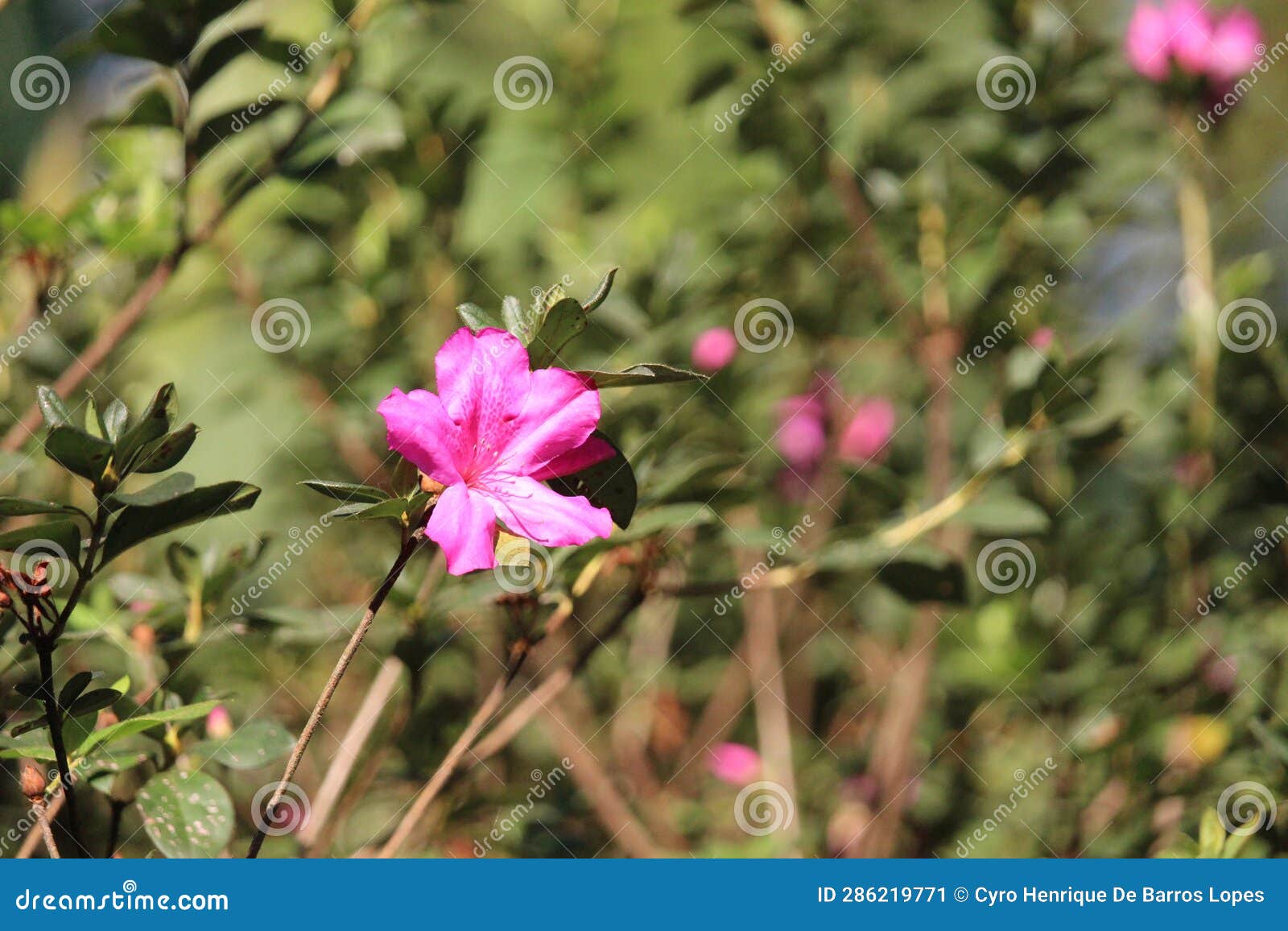 rose flower details background,rosa,rosa rubiginosa, european species, introduced species