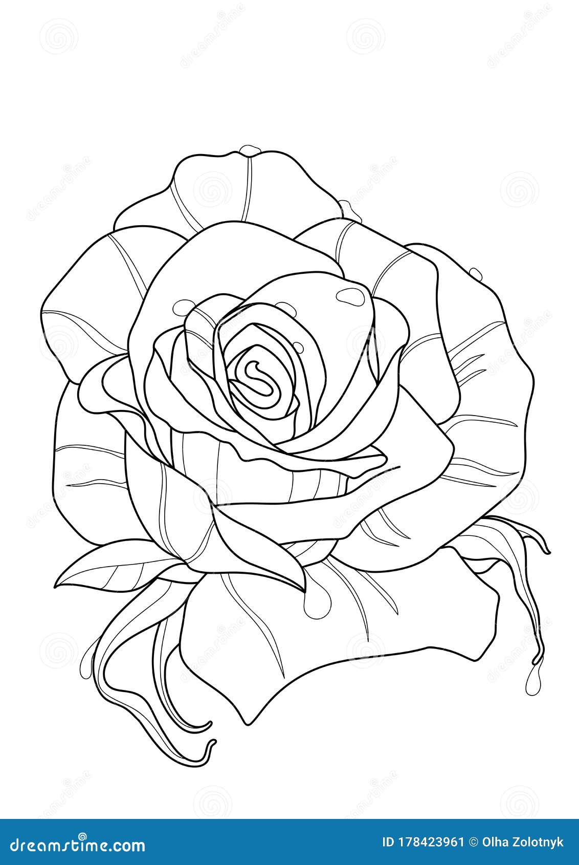Rose Flower Drawing Illustration. Black and White with Line Art on ...
