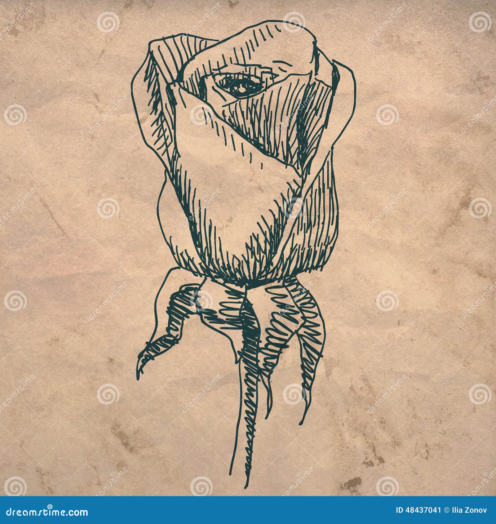 Rose flower drawing stock illustration. Illustration of hand ...