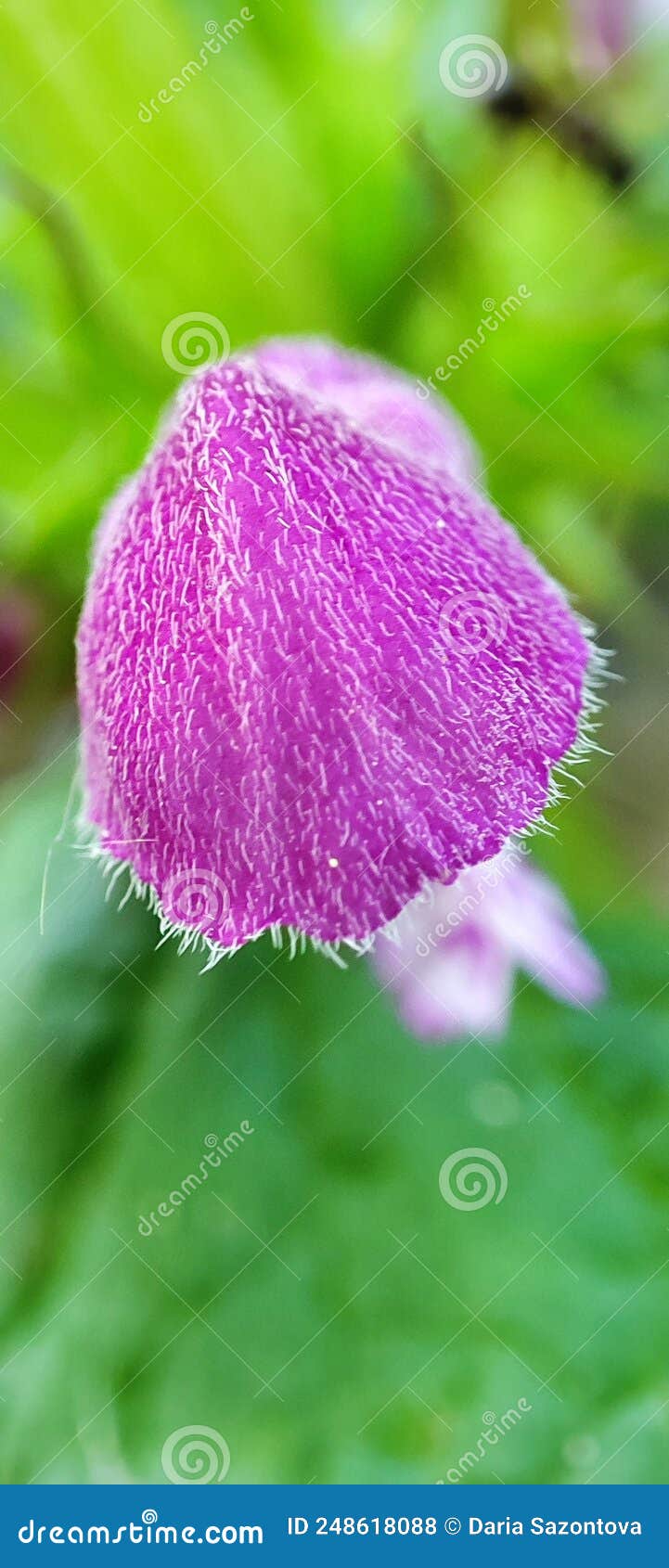 Rose flower dream stock photo. Image of green, herb 248618088