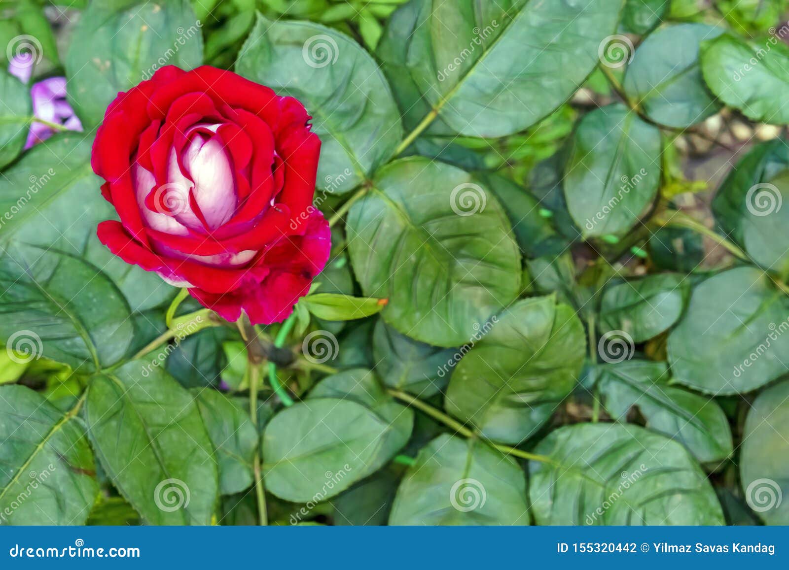 Rose Flower of Elegance in Nature Stock Photo Image of gardening
