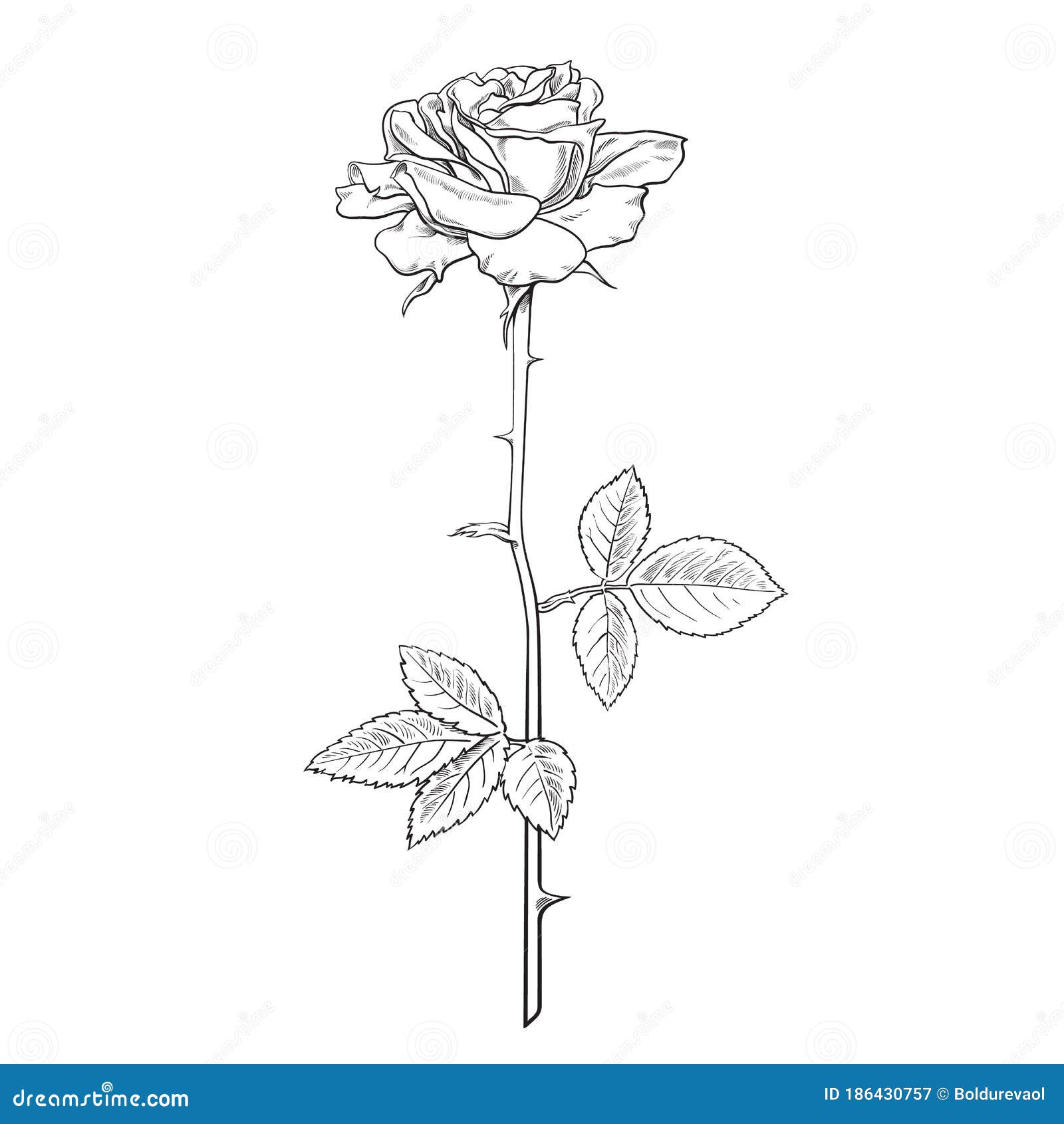 Hand drawn roses. Sketch rose flowers with buds, leaves and stems