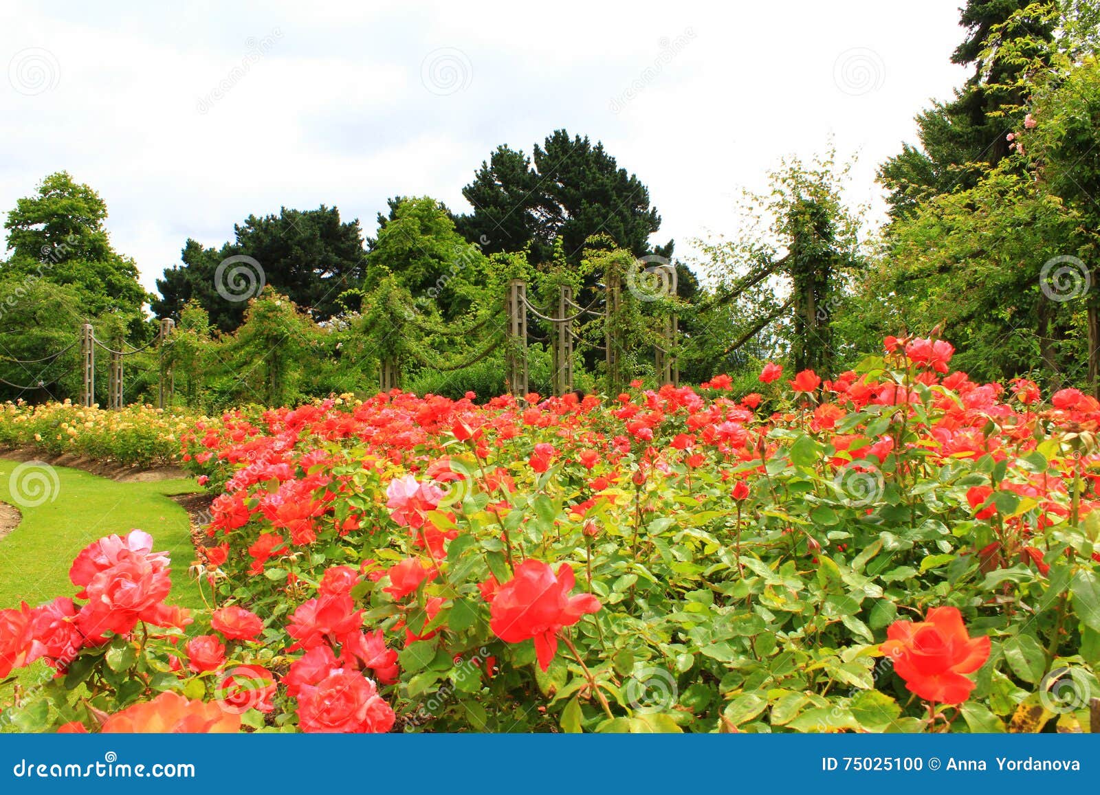 rose flower gardens in regents park london stock photo - image of