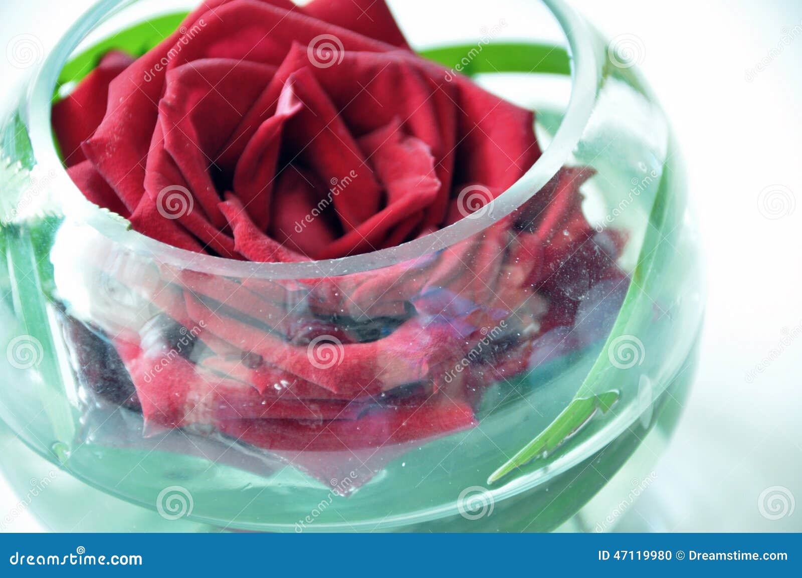 Rose stock photo. Image of green, glass, rose, romantic 47119980