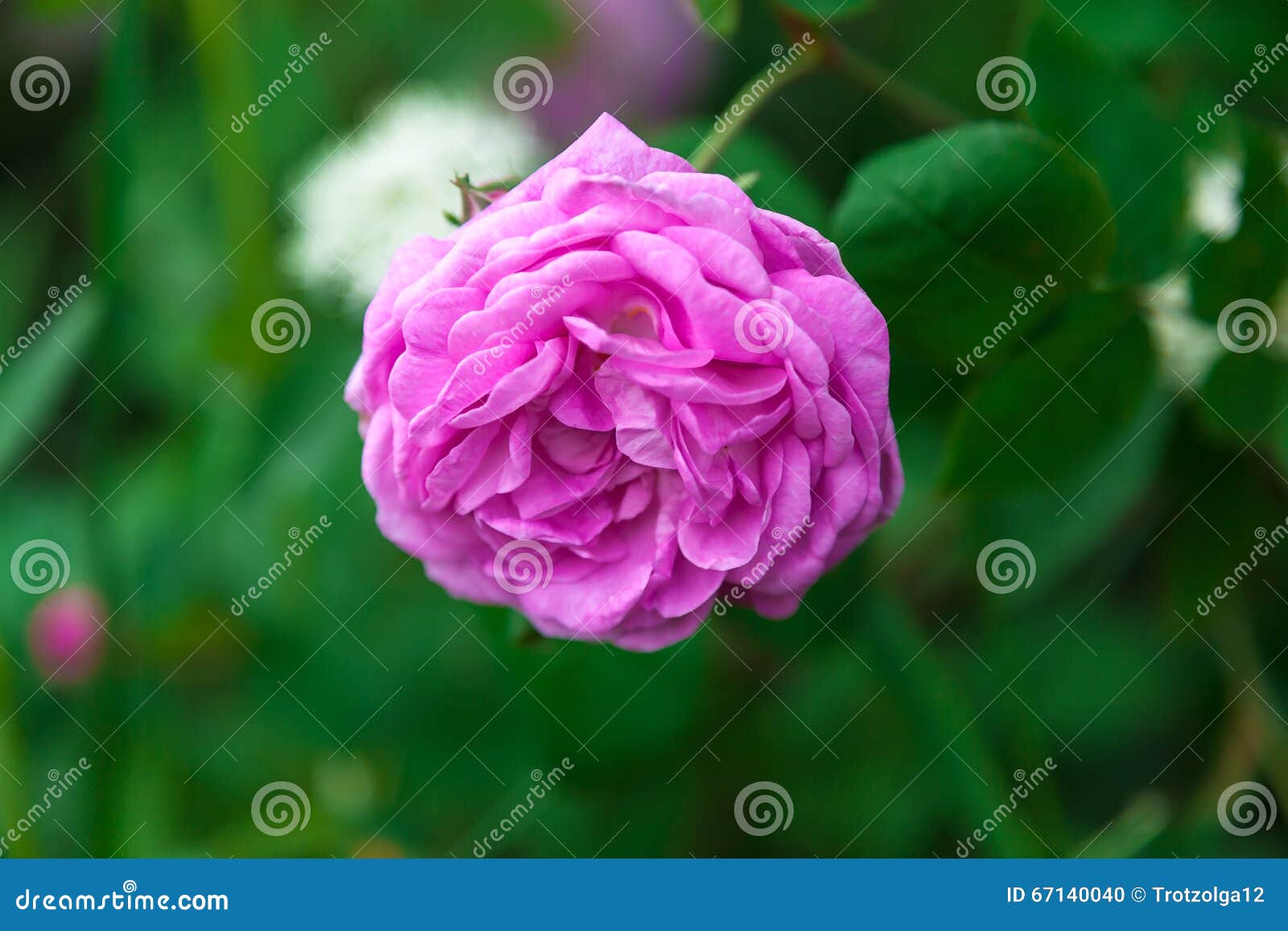Rose Flower on a Green Background Stock Photo Image of feeling, card