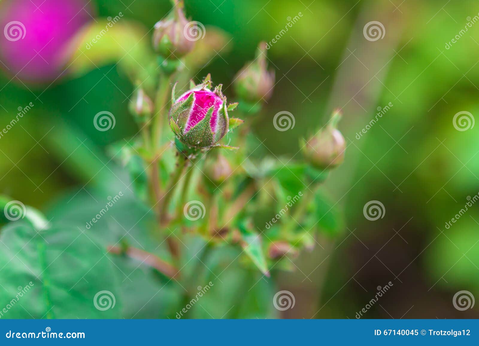 Rose Flower on a Green Background Stock Image Image of fresh, closeup