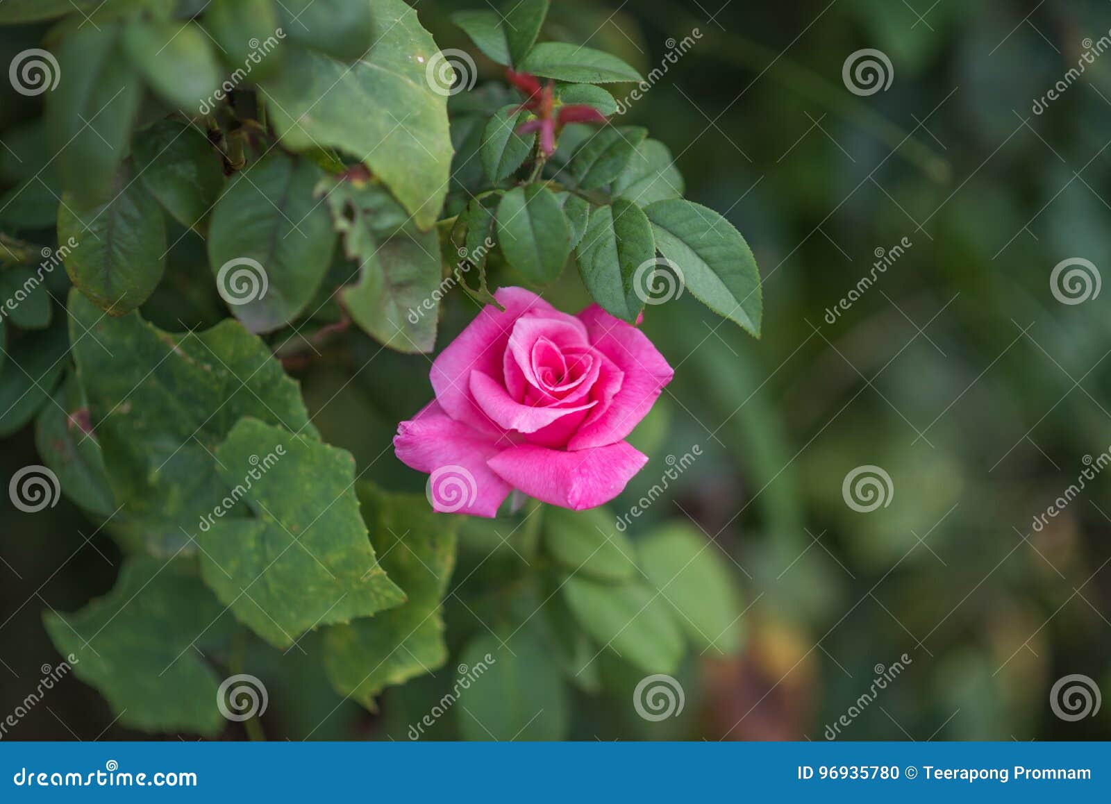 Rose Flower on Green Leaves Background. Stock Photo Image of bright