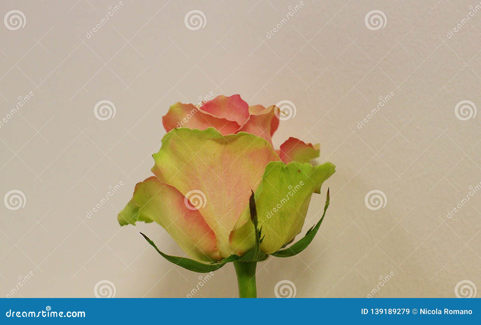Rose flower green and red stock image. Image of nature 139189279