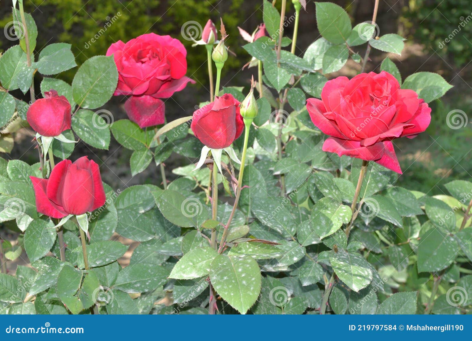 Rose Flower Gulab ka phool stock photo. Image of flower - 219797584