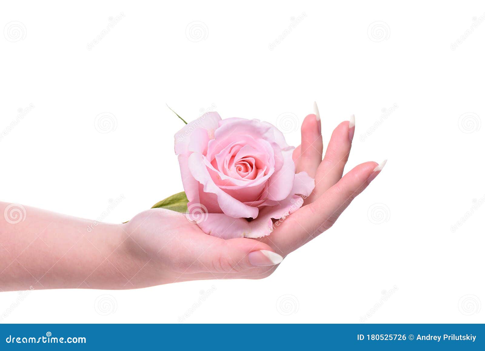 Rose Flower in the Hands Girl. Stock Photo - Image of elegant, isolated ...