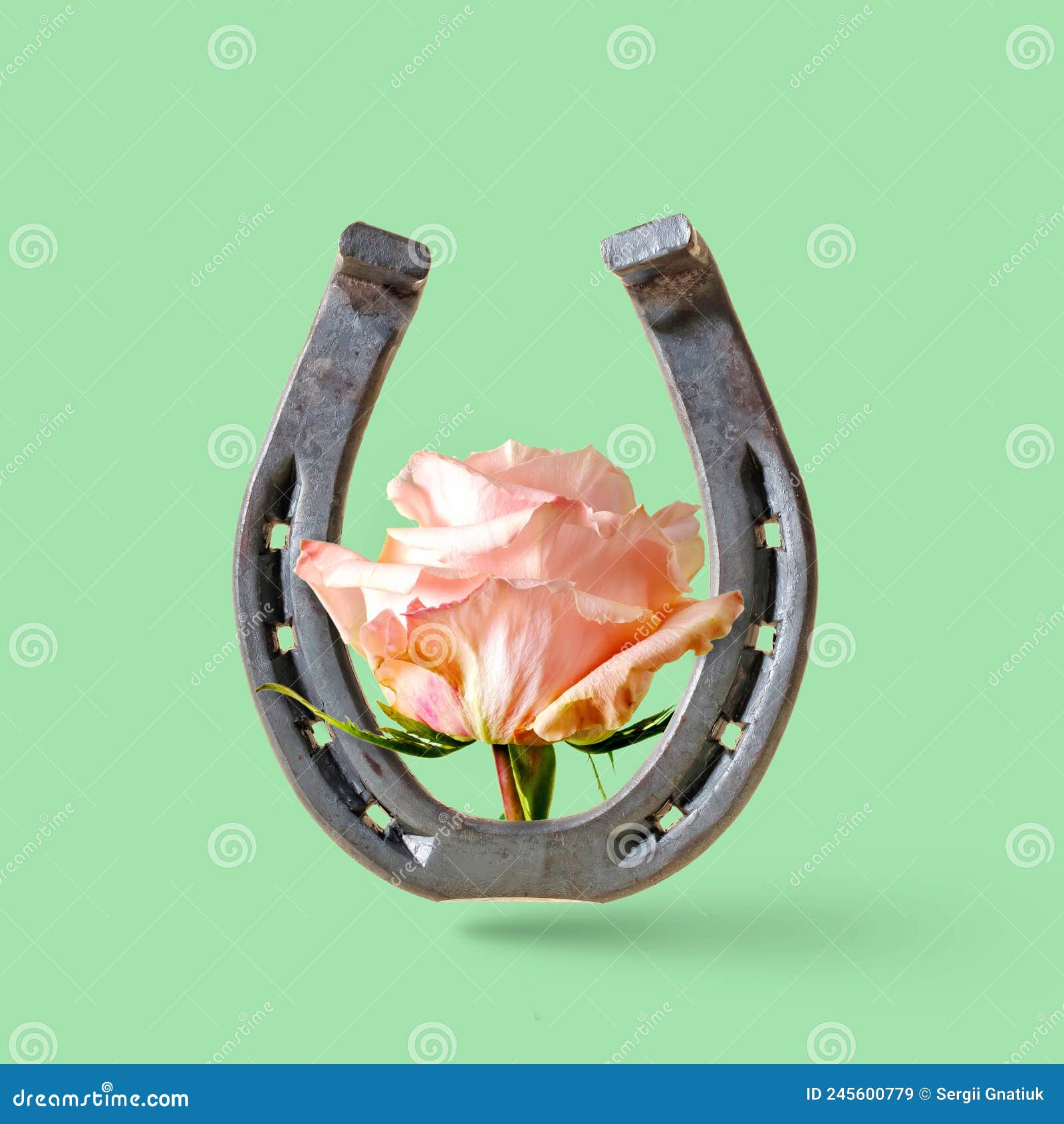 rose flower and horseshoe on a green background.