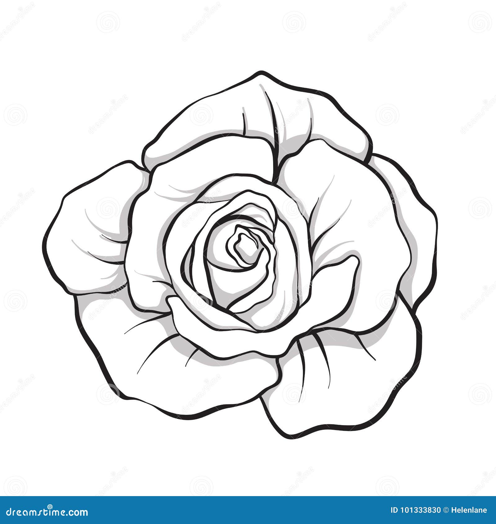 Rose Flower Isolated Outline Hand Drawn. Stock Line Vector Illus ...