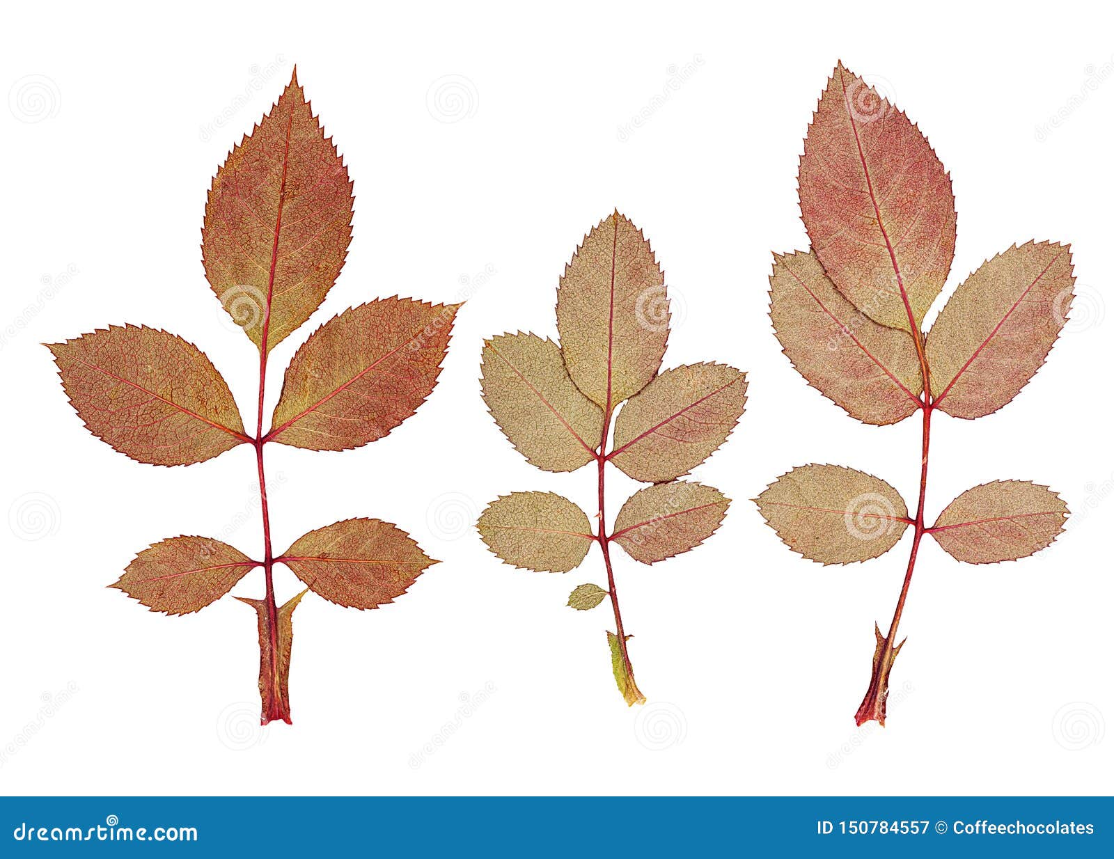 Rose Flower Leaf Set Isolated Stock Image Image of group, flower
