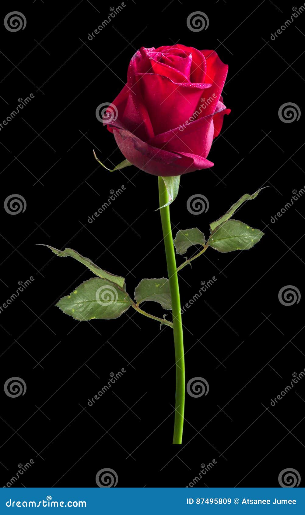 Rose Flower Nature Red Rose on Black Background Stock Image ...