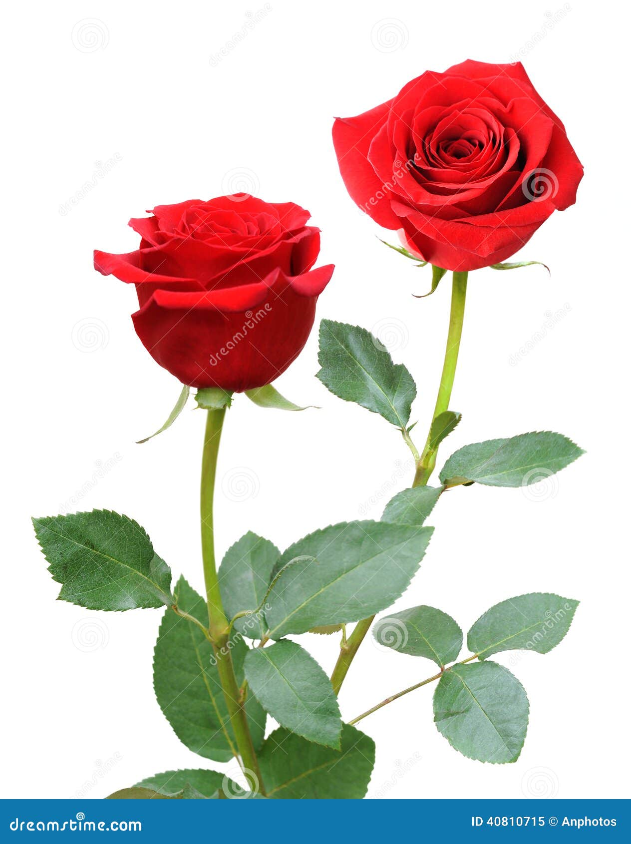 Rose flower stock image. Image of bouquet, leaf, anniversary - 40810715