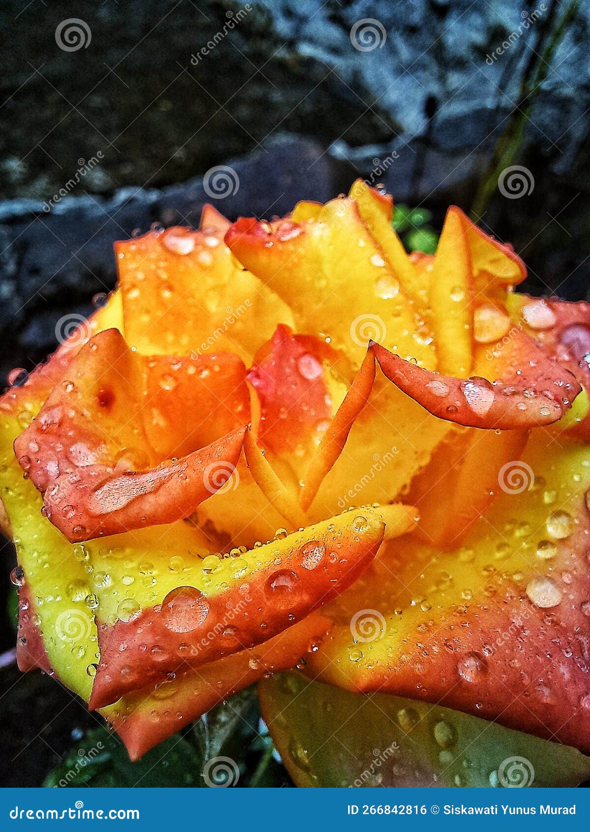 Rose Flower petals stock photo. Image of plant, fruit 266842816