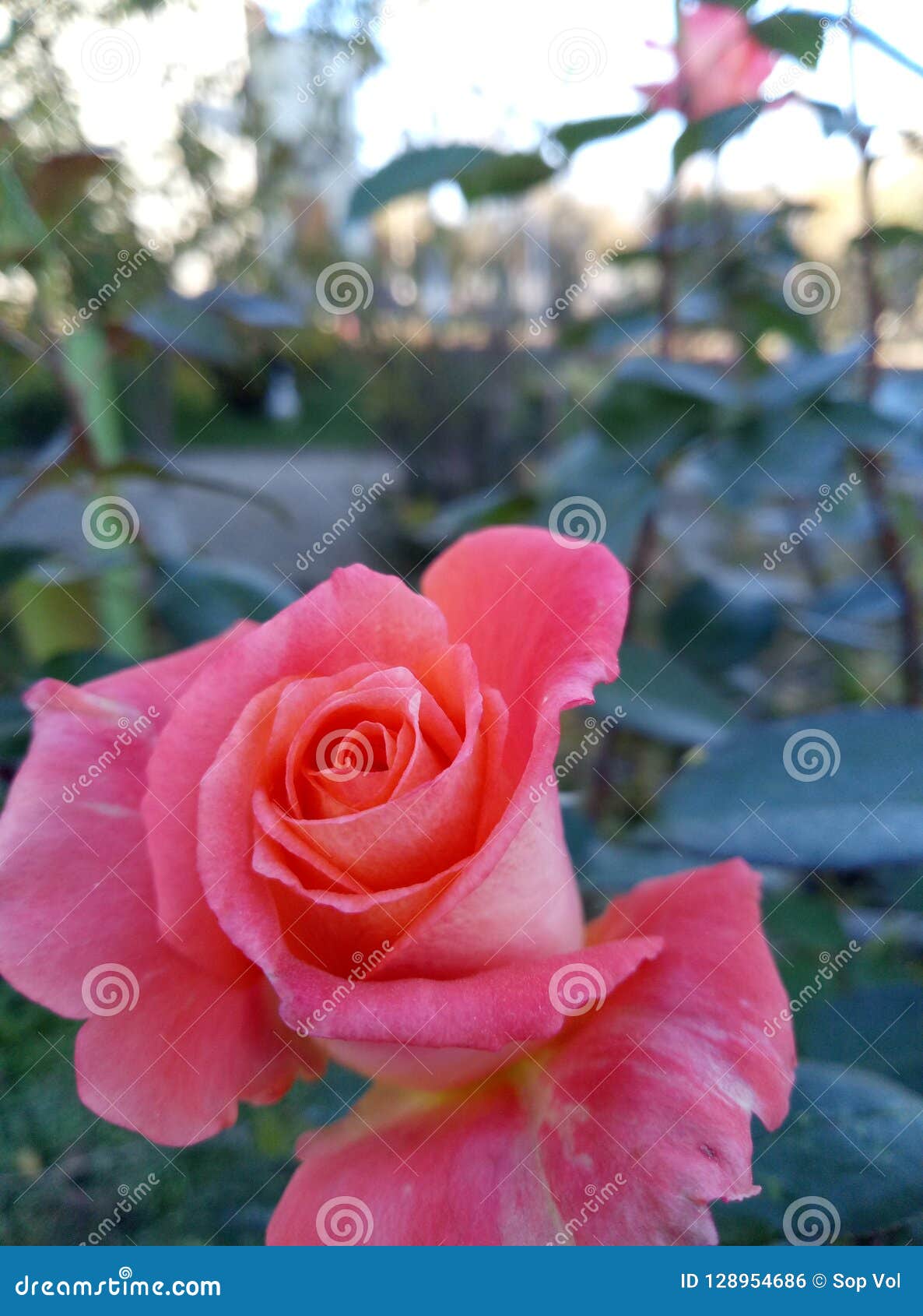 Rose flower editorial photo. Image of rose, pink, plants 128954686