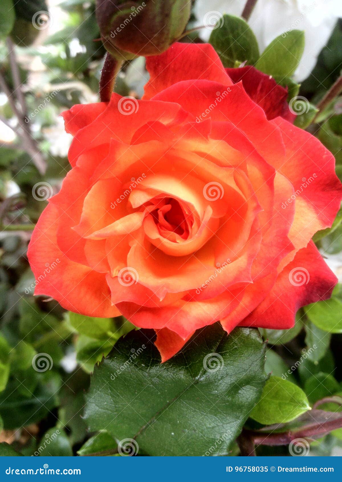 Rose stock image. Image of field, nature, valentine, garden - 96758035