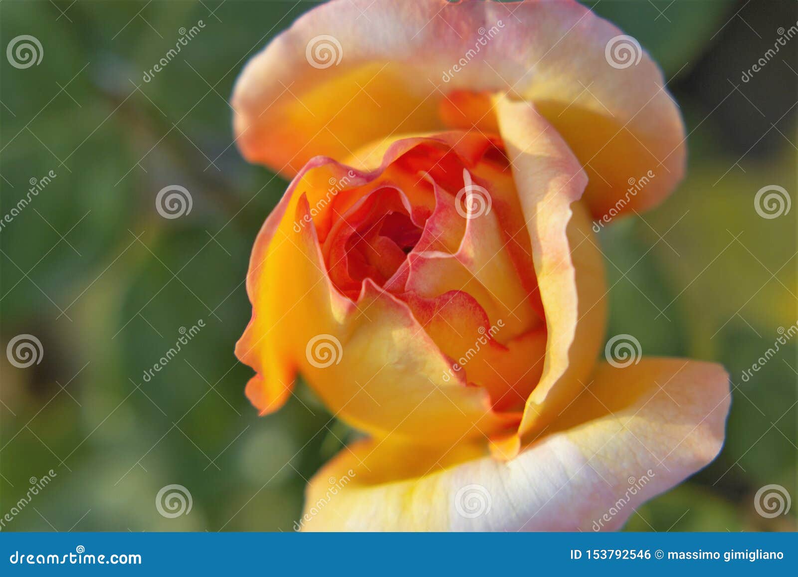 rose flower pinkrose macro piante
