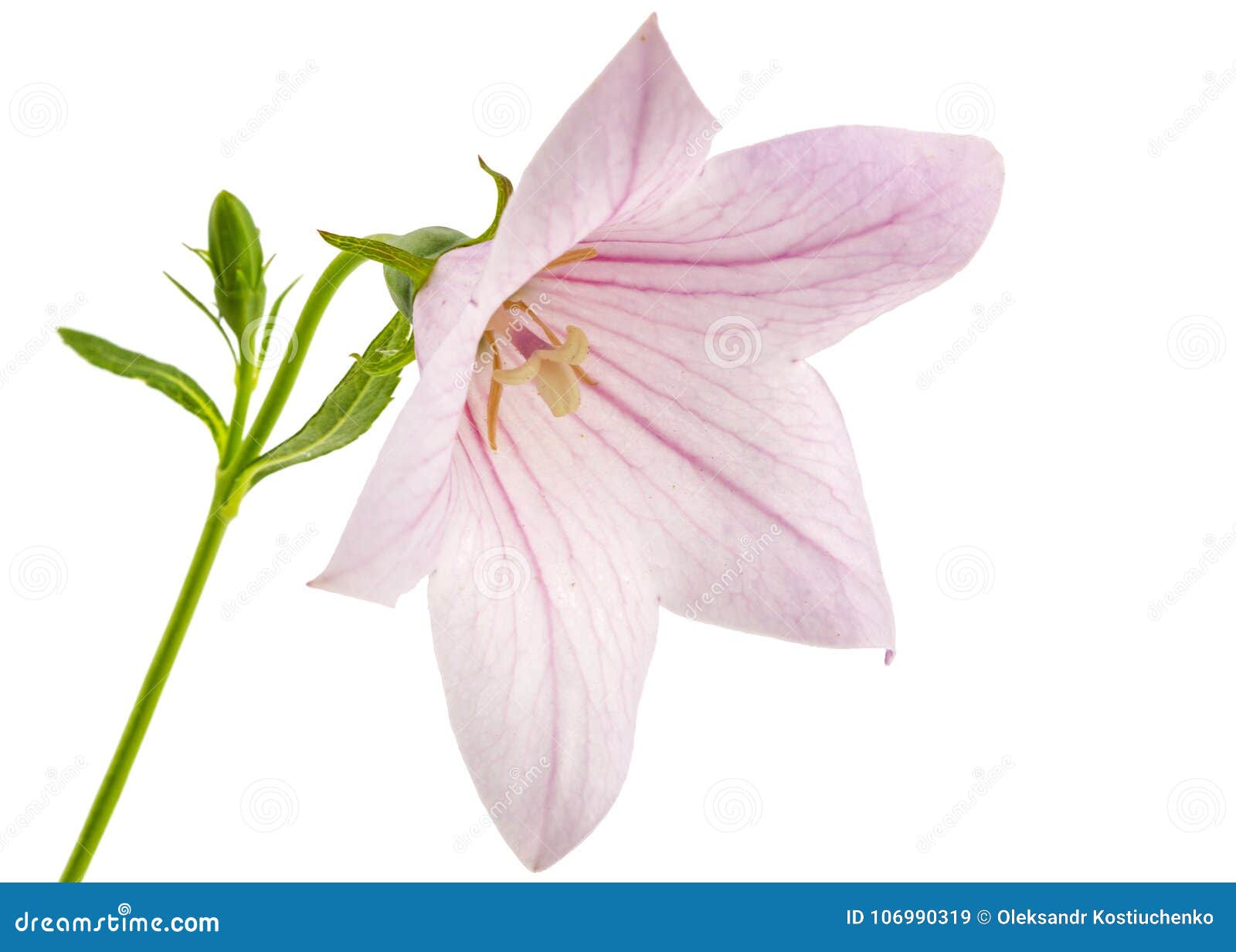 rose flower of platycodon (platycodon grandiflorus) or bellflowe