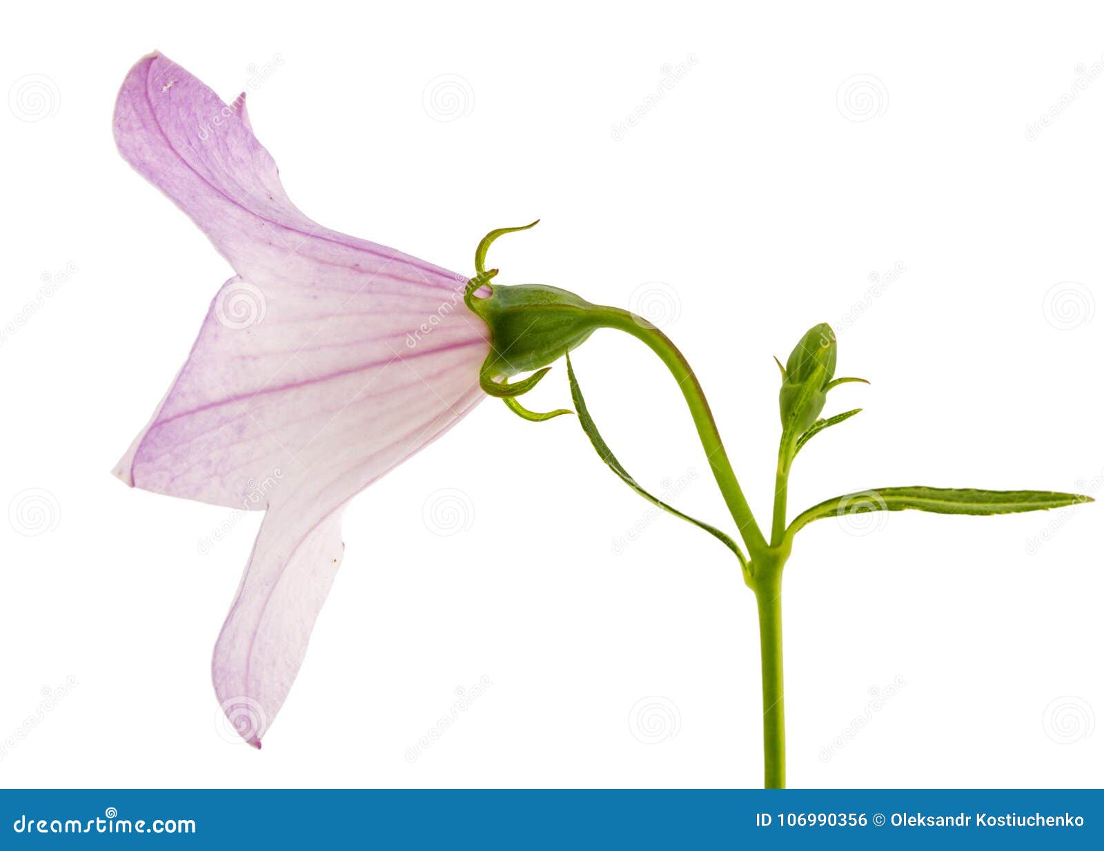 rose flower of platycodon (platycodon grandiflorus) or bellflowe