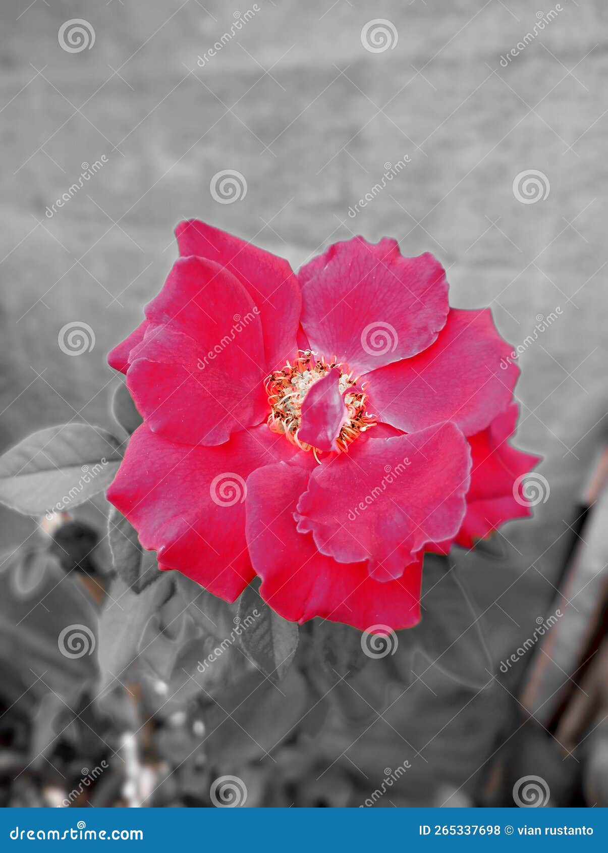 Rose flower red and white stock photo. Image of blossom 265337698