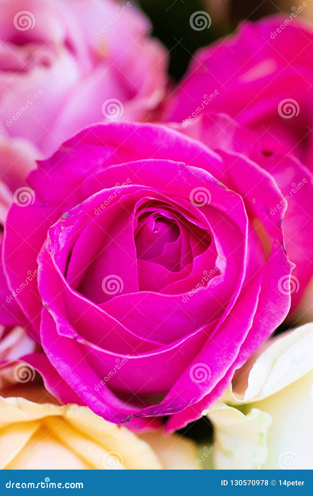 A Flower Says Goodbye To The Drawning Sun Stock Image CartoonDealer