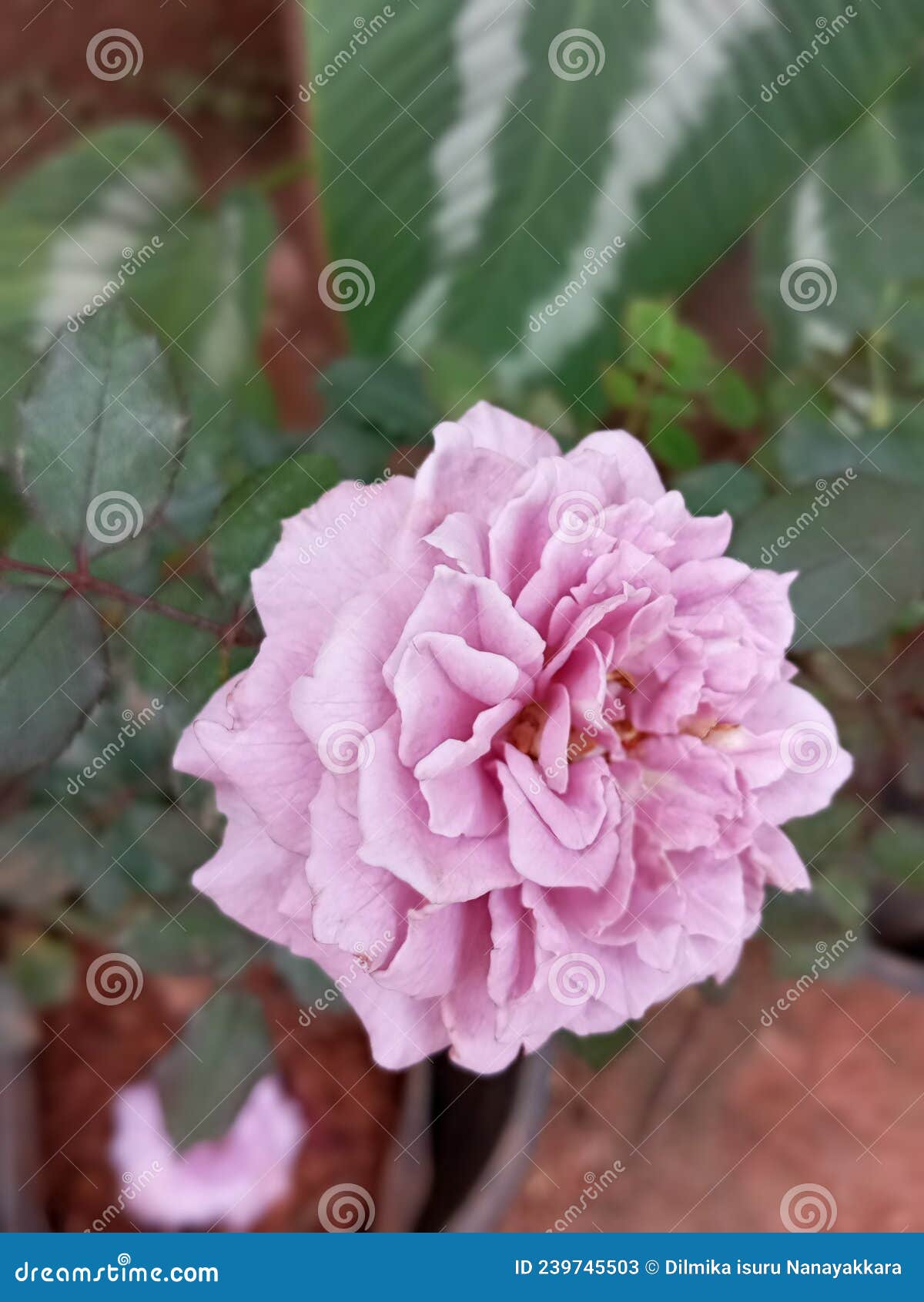 Rose Flower in Sri Lanka stock image. Image of lanka 239745503