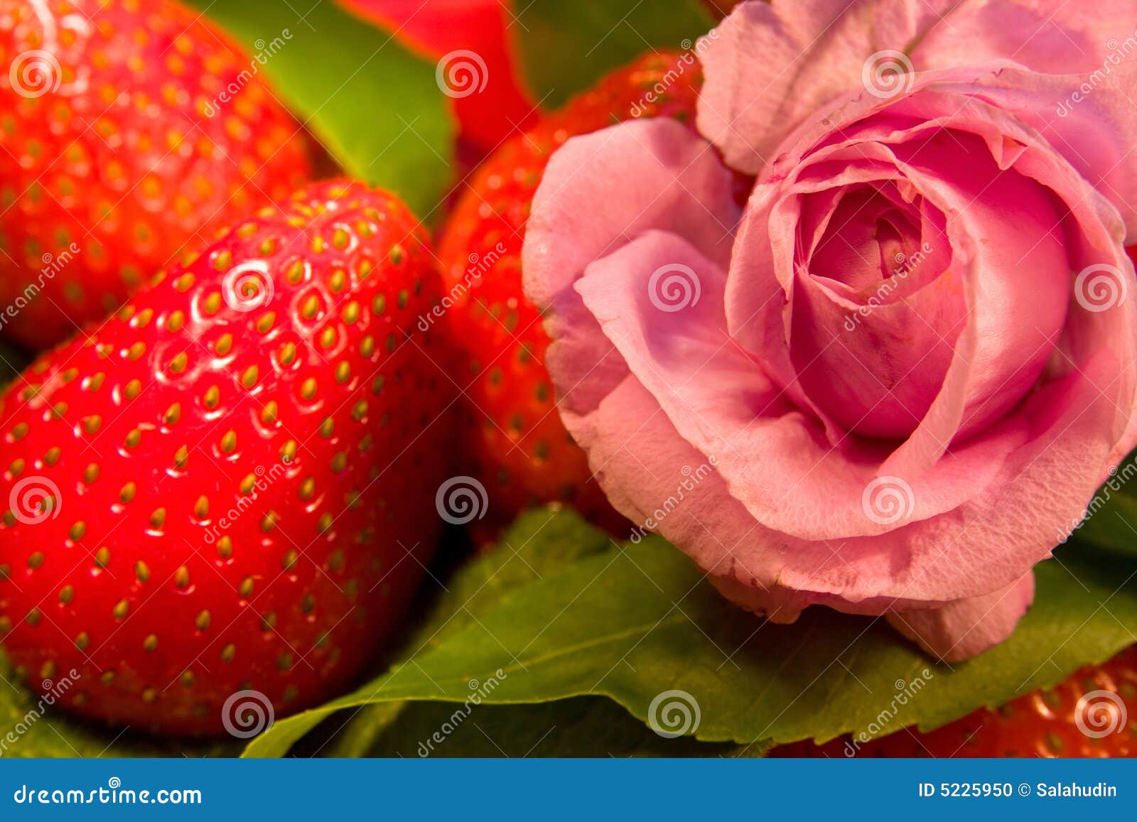 Rose flower and strawberry stock photo. Image of berries 5225950