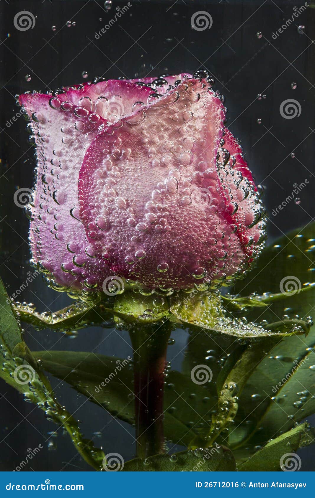 Rose flower in water stock photo. Image of plant, bubbles 26712016