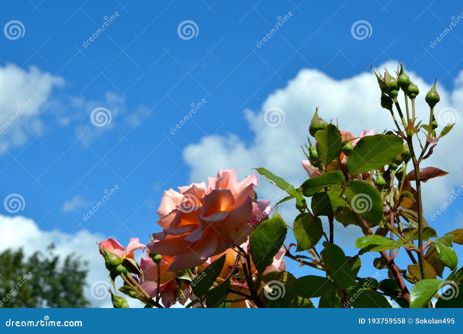 Rose Flowers on a Background of Blue Sky and White Clouds. Blooming ...