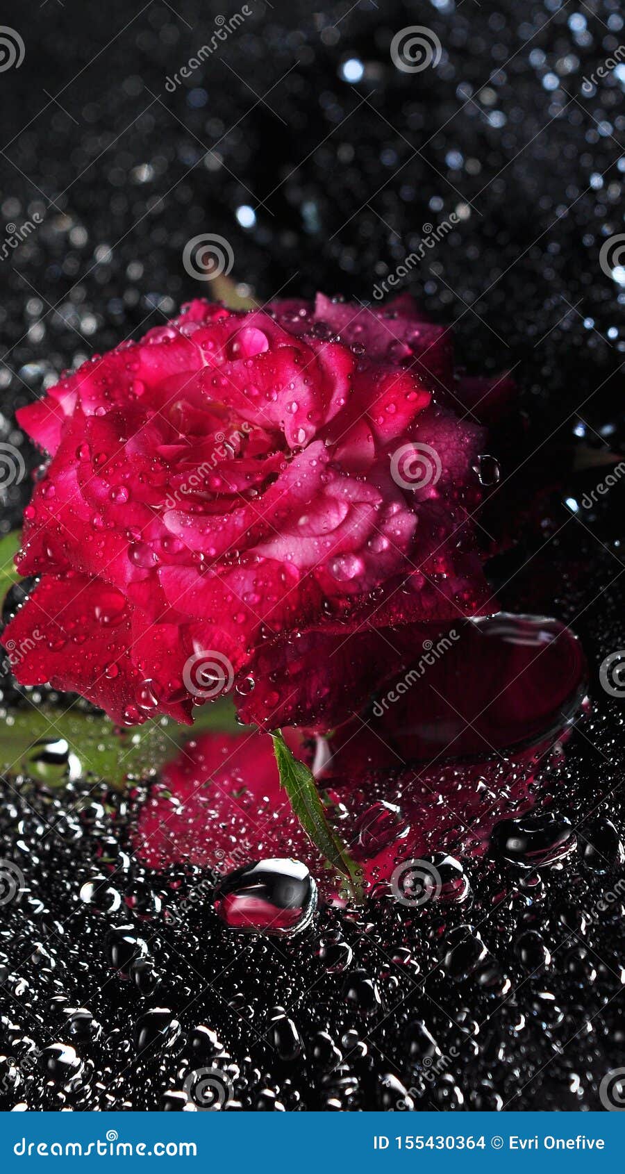 Rose Flowers with Blurred Water Drops Stock Photo - Image of beauty, freshness: 155430364 Rose Flowers with Blurred Water Drops Stock Photo - Image of beauty, freshness: 155430364