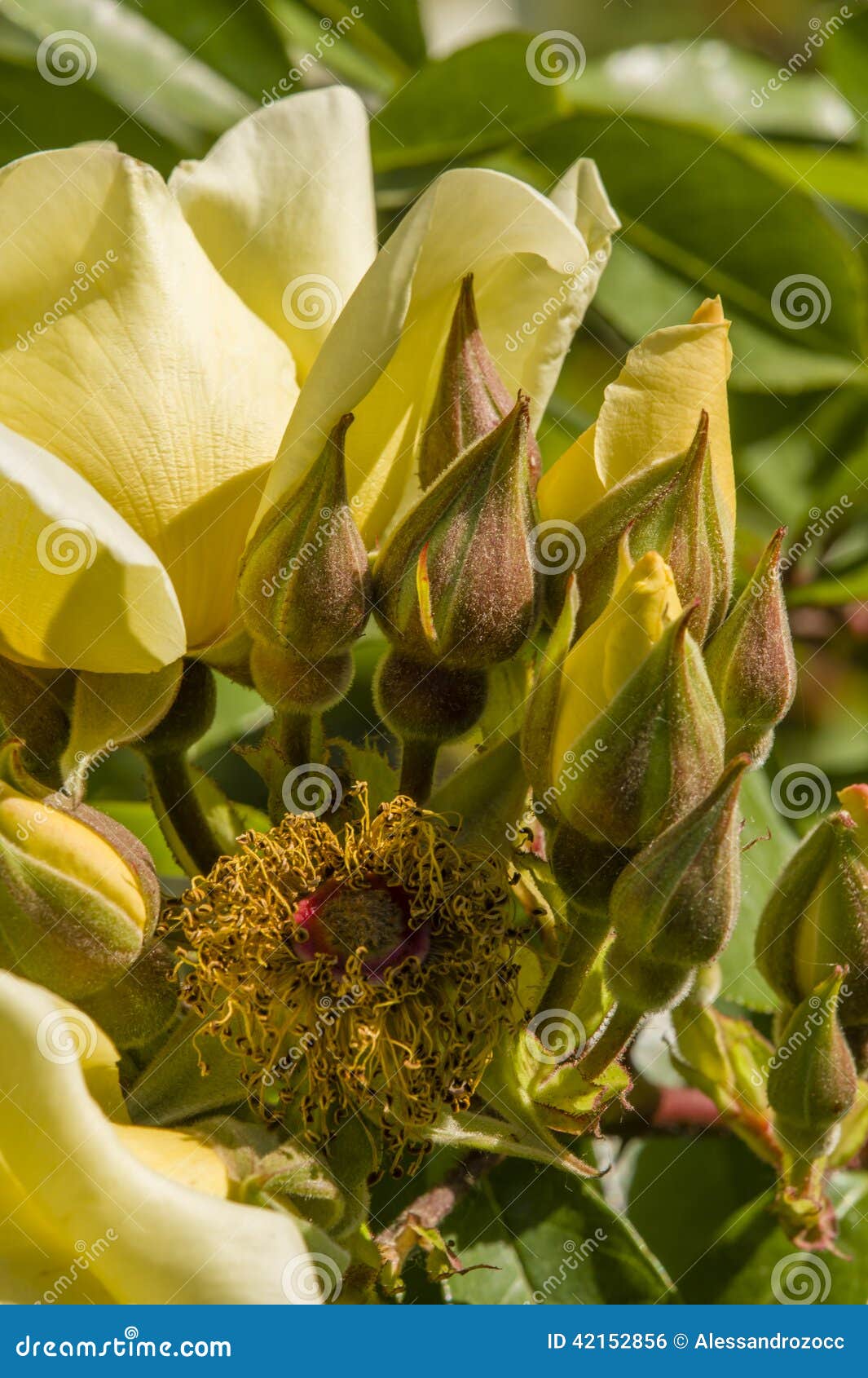 Rose Flowers and Buds in Full Bloom Stock Photo Image of flower