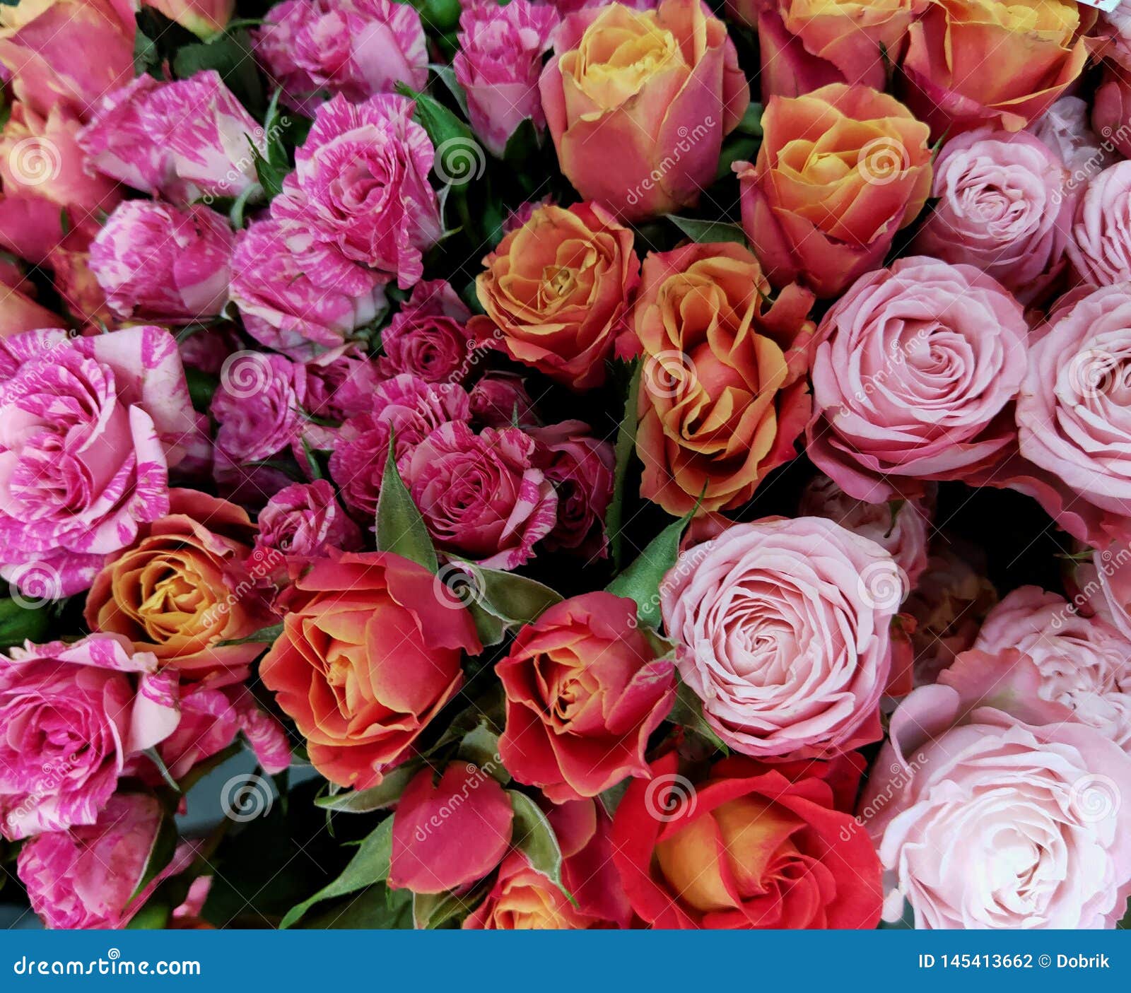 Rose Flowers Closeup, Red Roses. Valentine`s Day Stock Photo - Image of ...