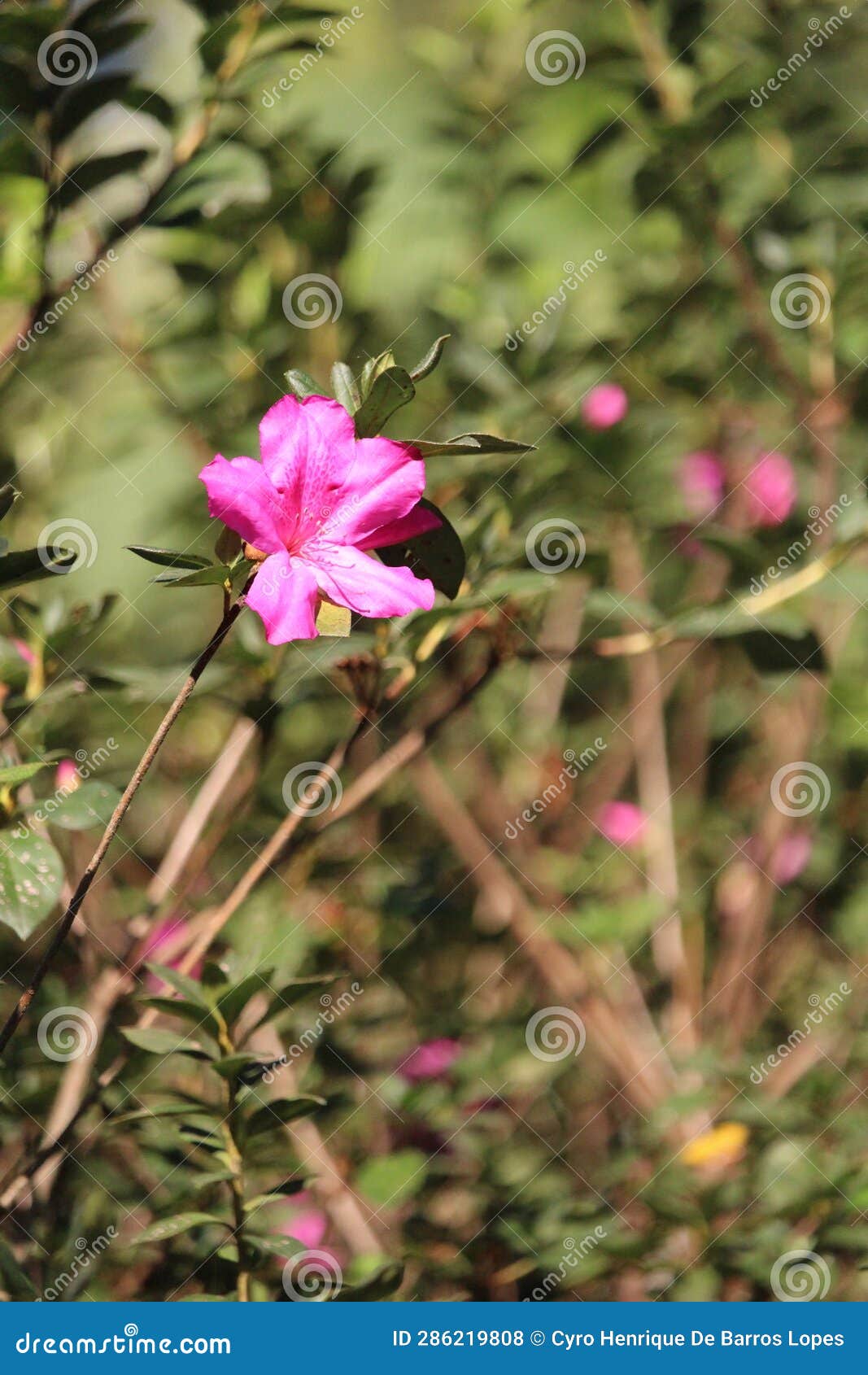 rose flowers details background,rosa,rosa rubiginosa, european species, introduced species