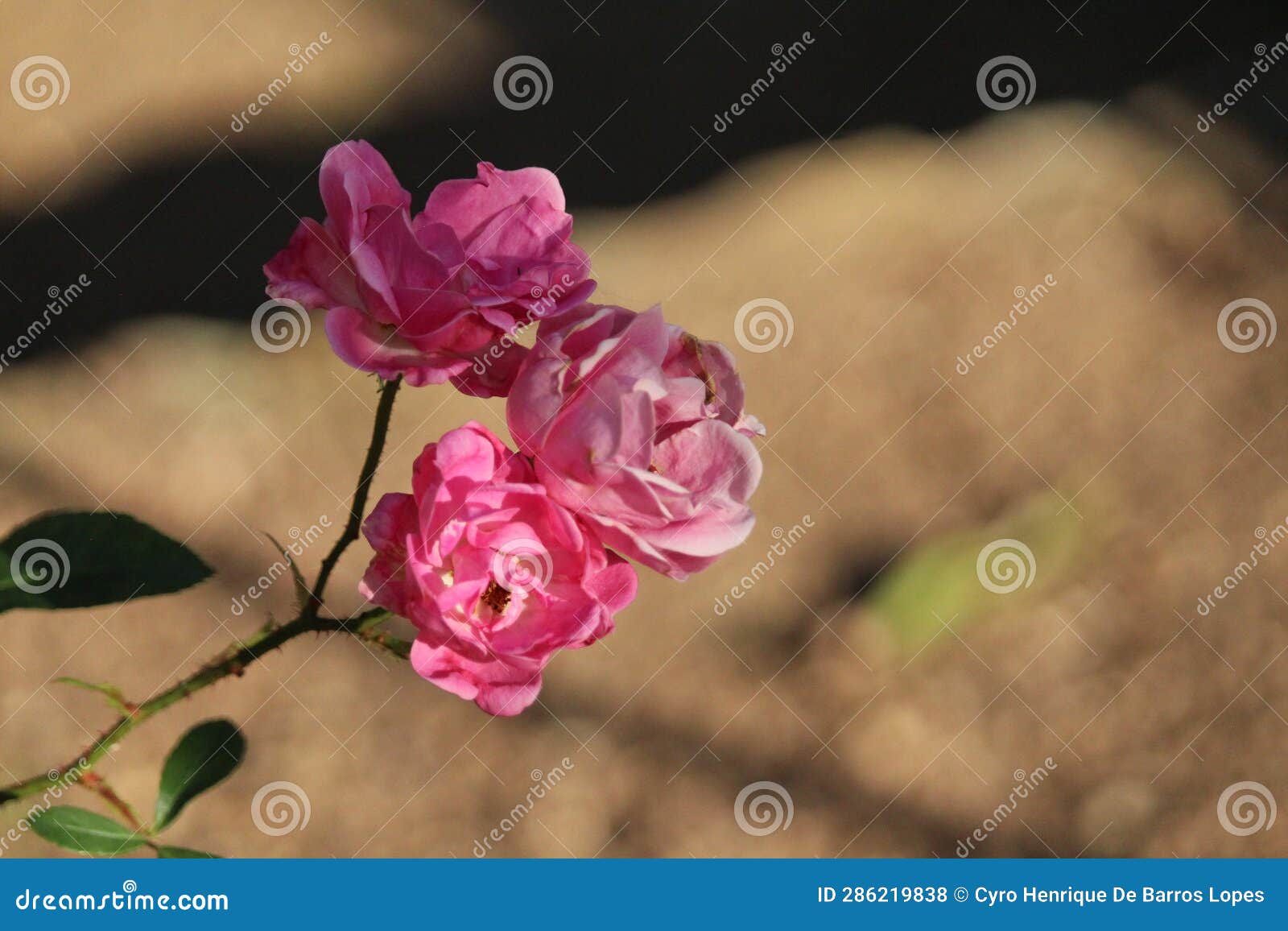 rose flowers details background,rosa,rosa rubiginosa, european species, introduced species