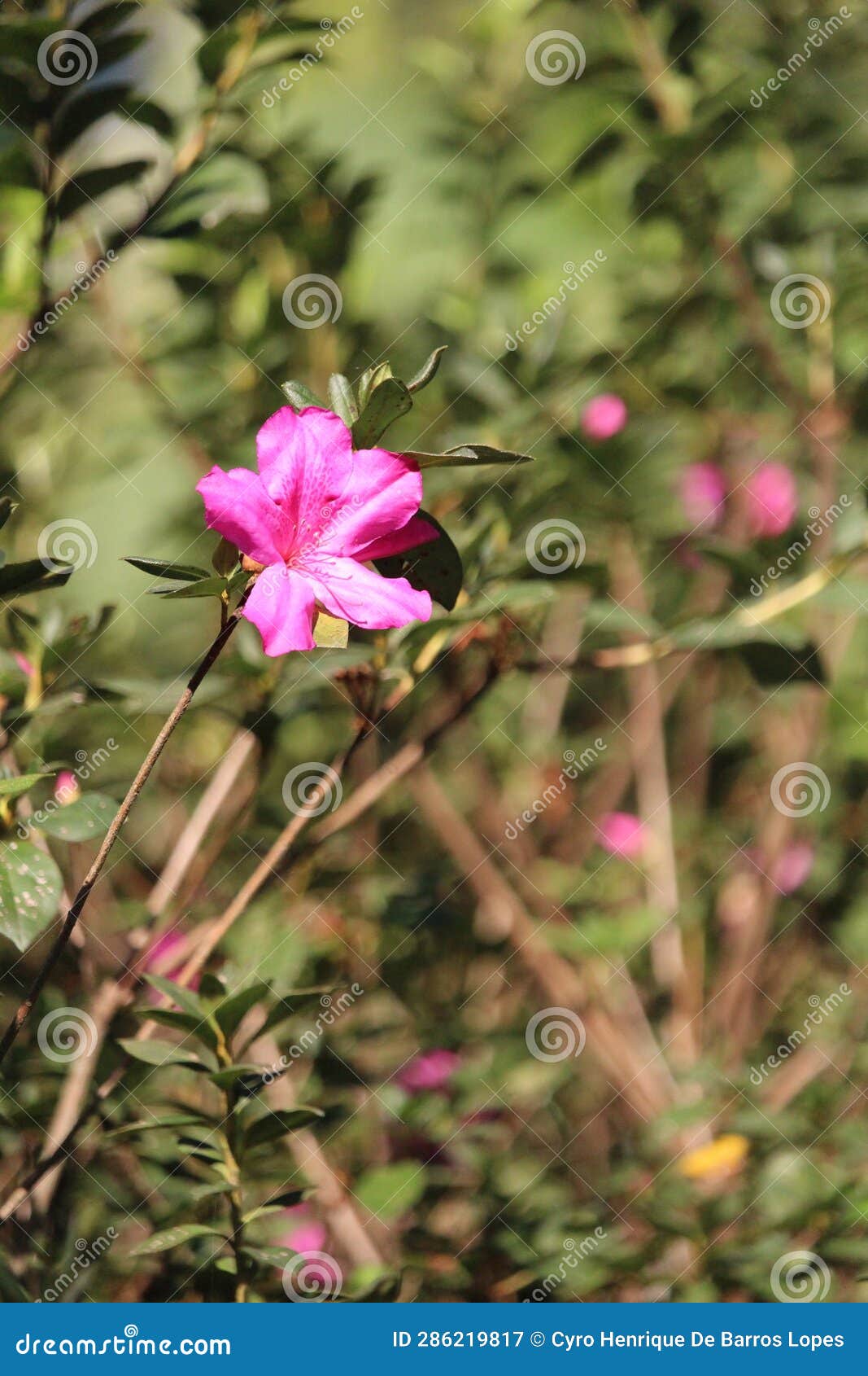 rose flowers details background,rosa,rosa rubiginosa, european species, introduced species