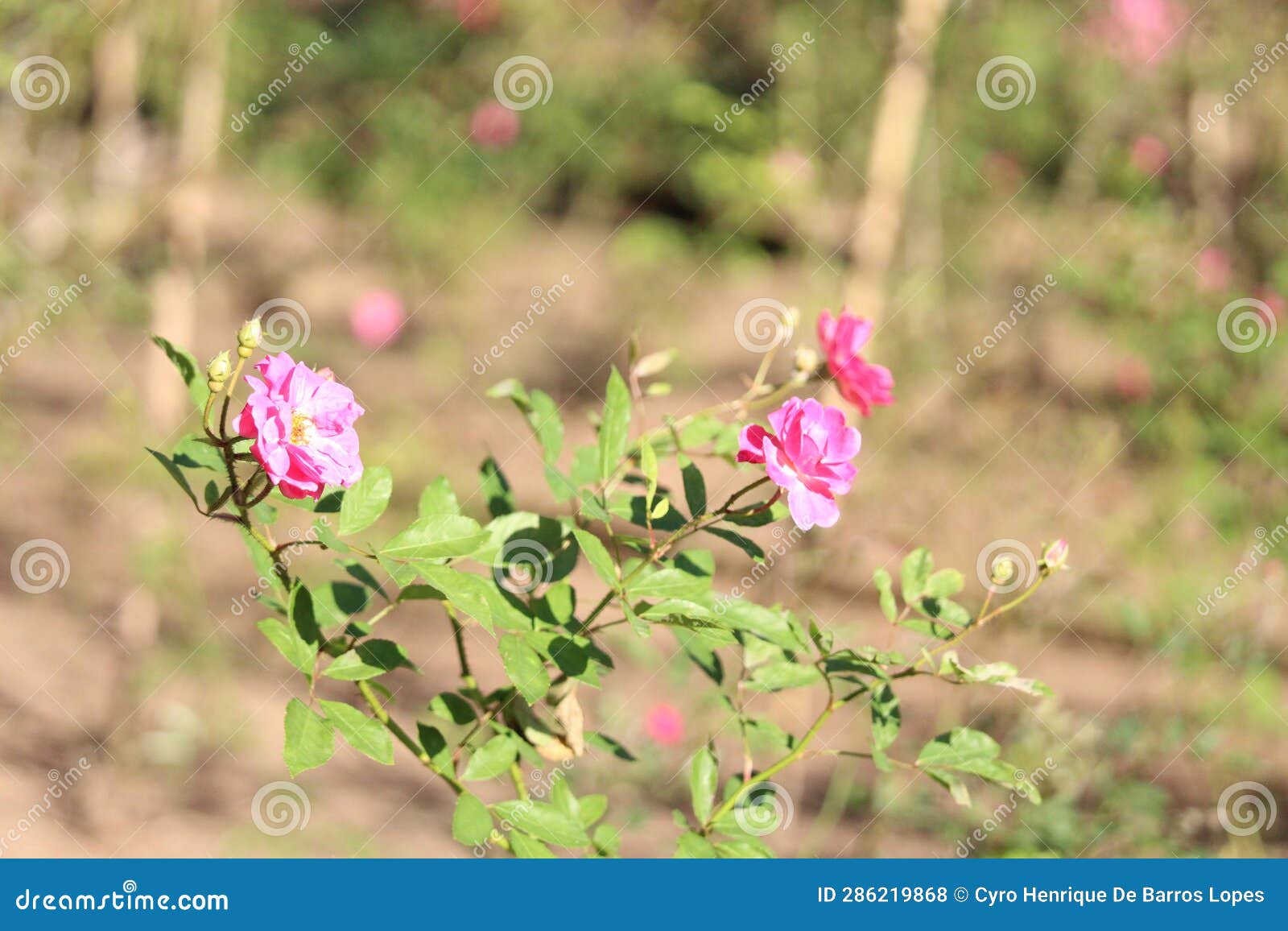 rose flowers details background,rosa,rosa rubiginosa, european species, introduced species