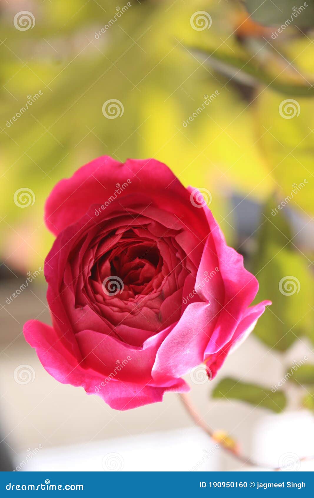 Rose flowers lover stock photo. Image of rose, nature 190950160