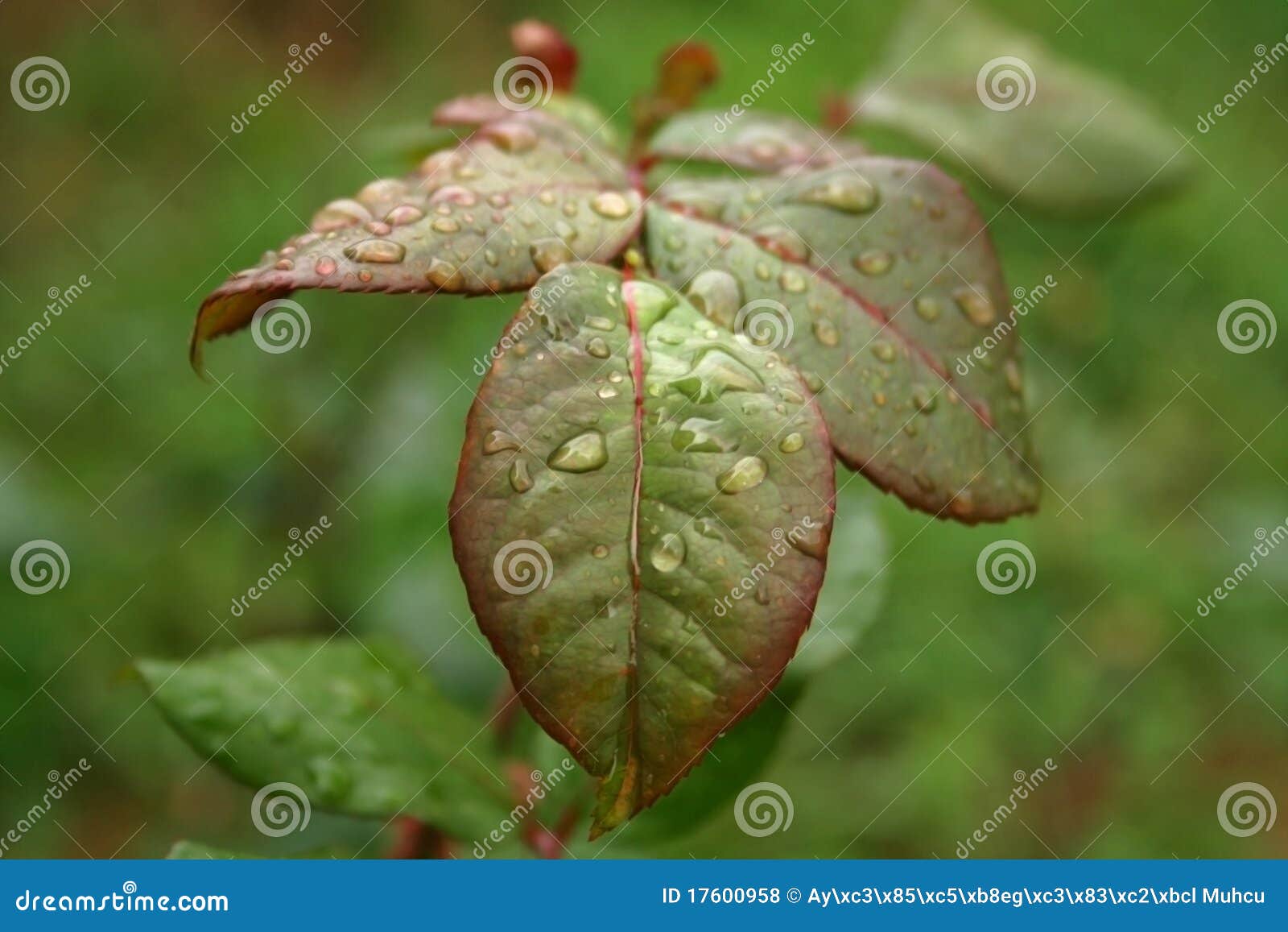 Rose Foliage stock photo. Image of forest, droplets, freshness 17600958