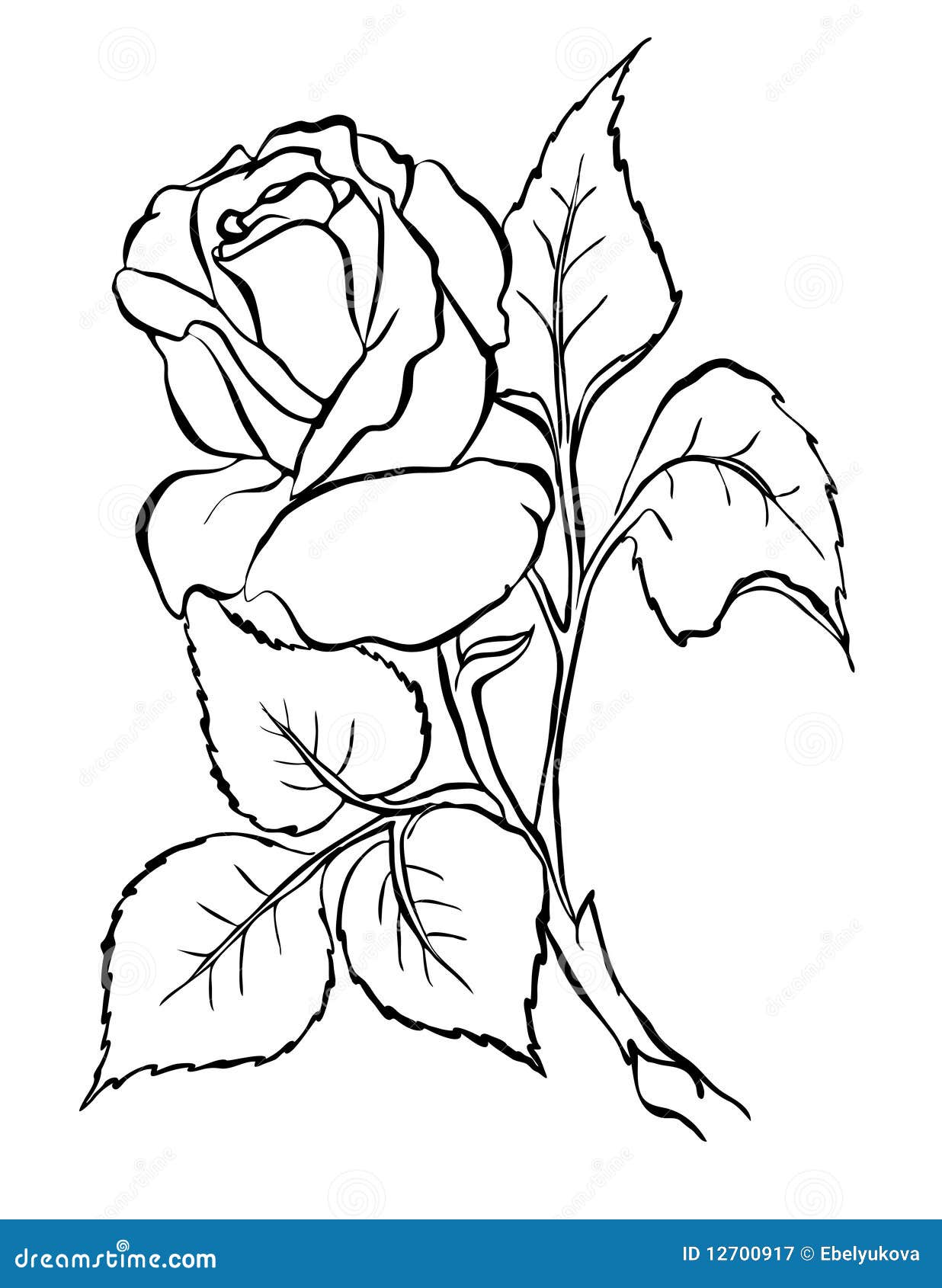 rose. freehand drawing.