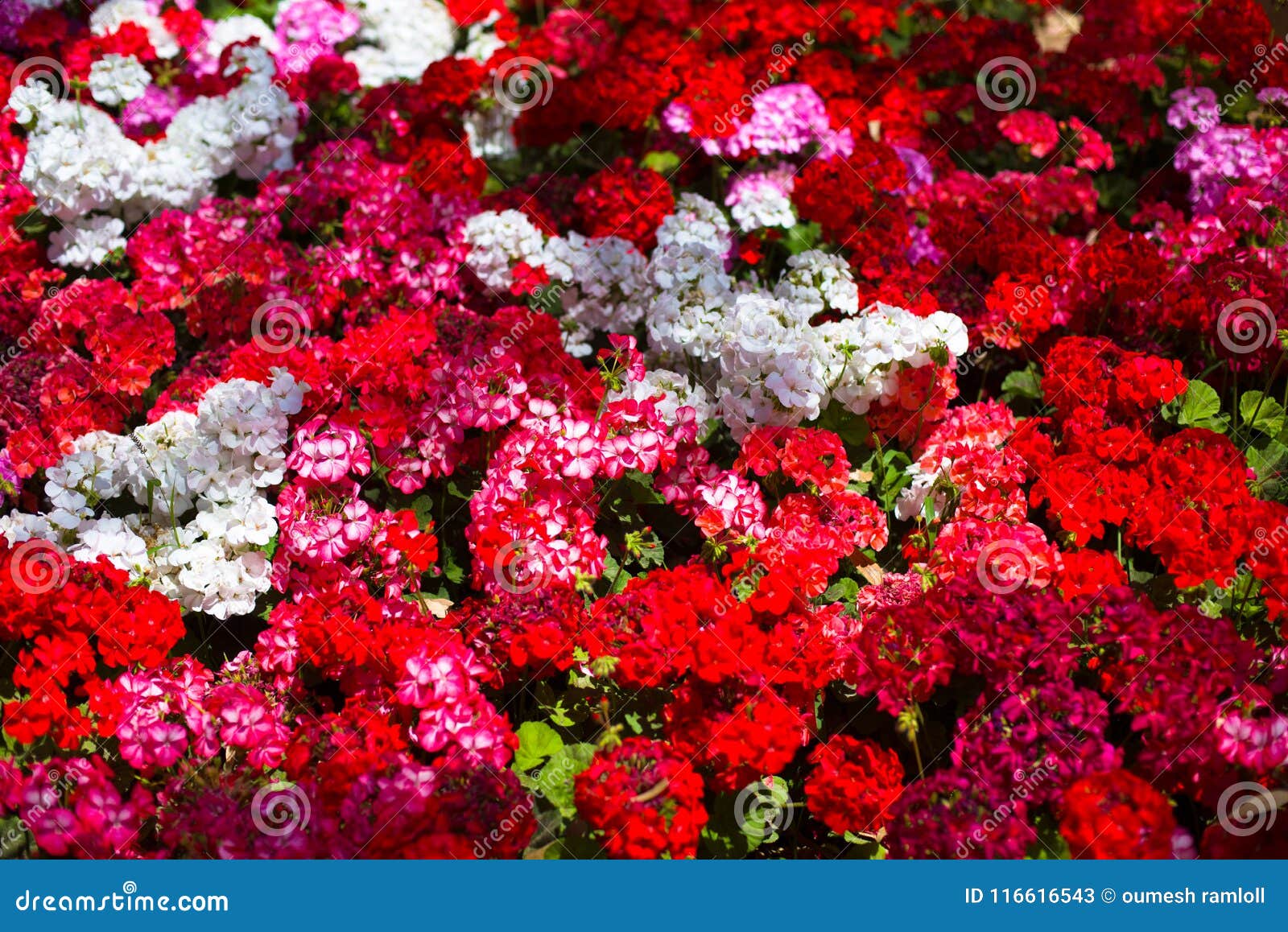 The Rose Garden Found In Spain With Some White Flower Stock Image