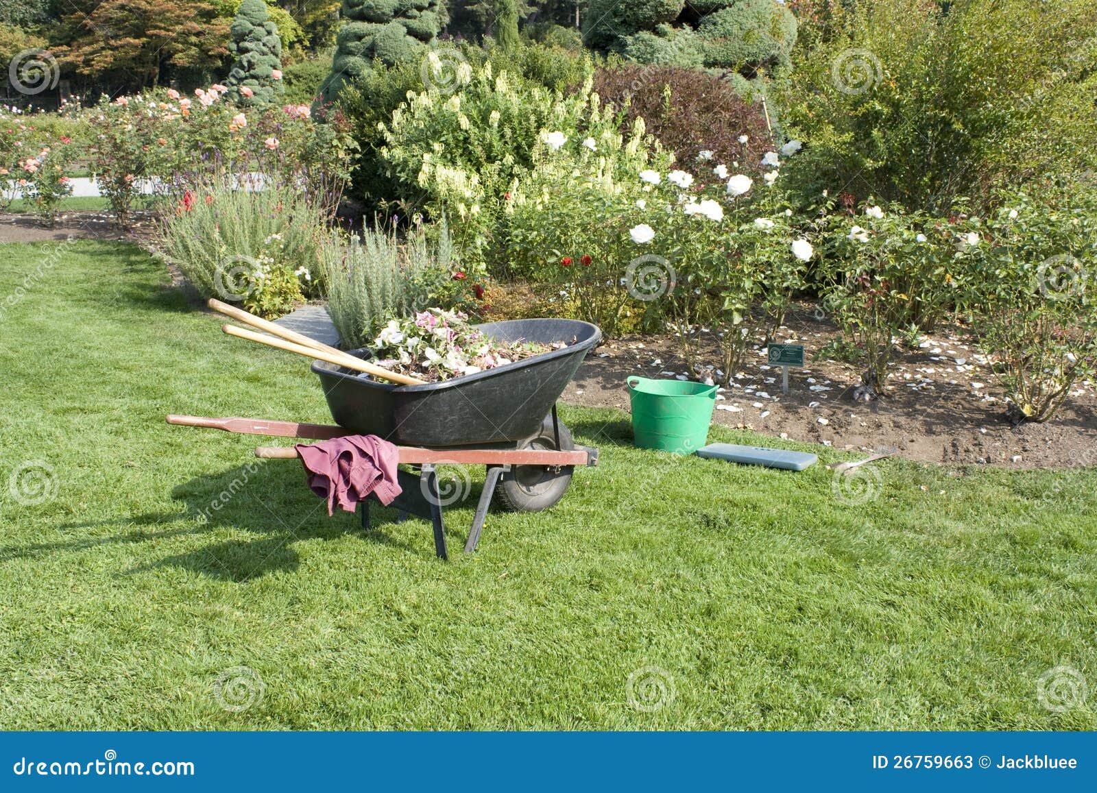 Rose Garden and Gardening Tools Stock Image Image of sunny, lawn