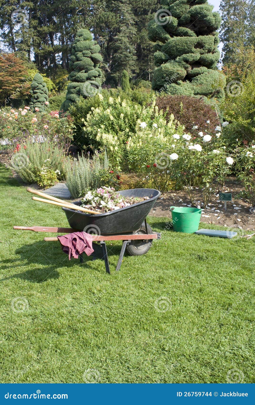 Rose Garden and Gardening Tools Stock Photo Image of grass, sunny