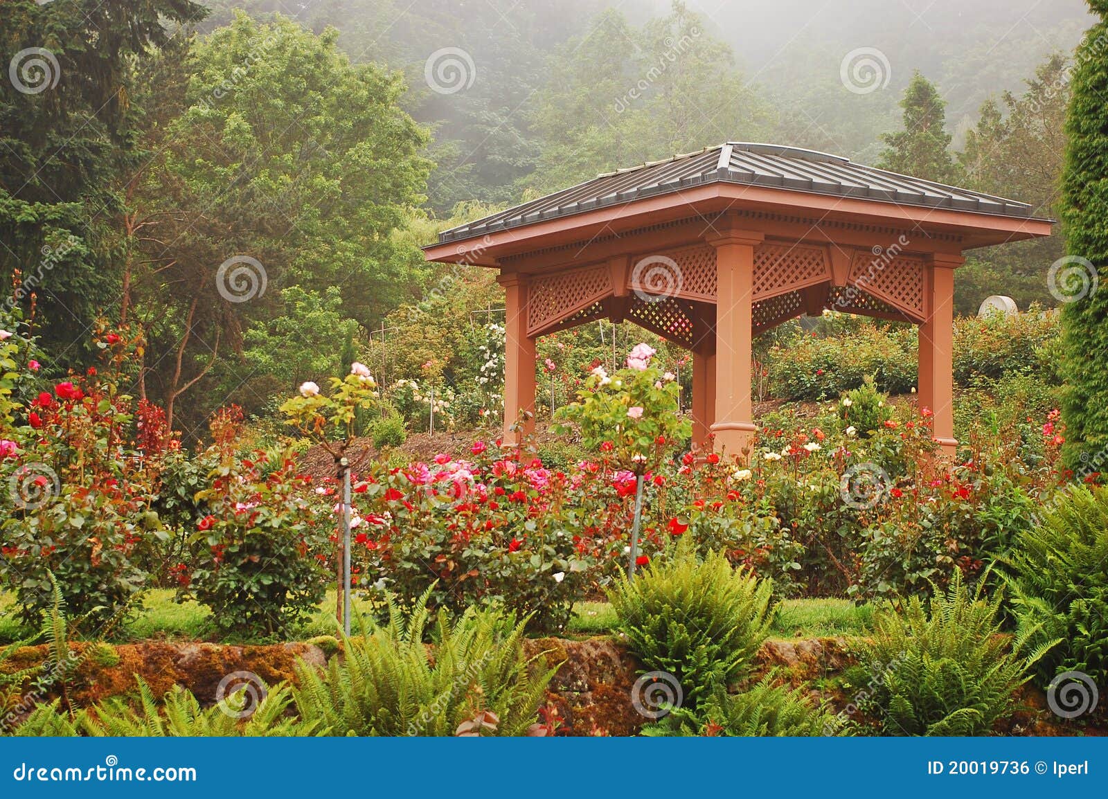 Rose garden gazebo stock photo. Image of park, mist, wooden 20019736