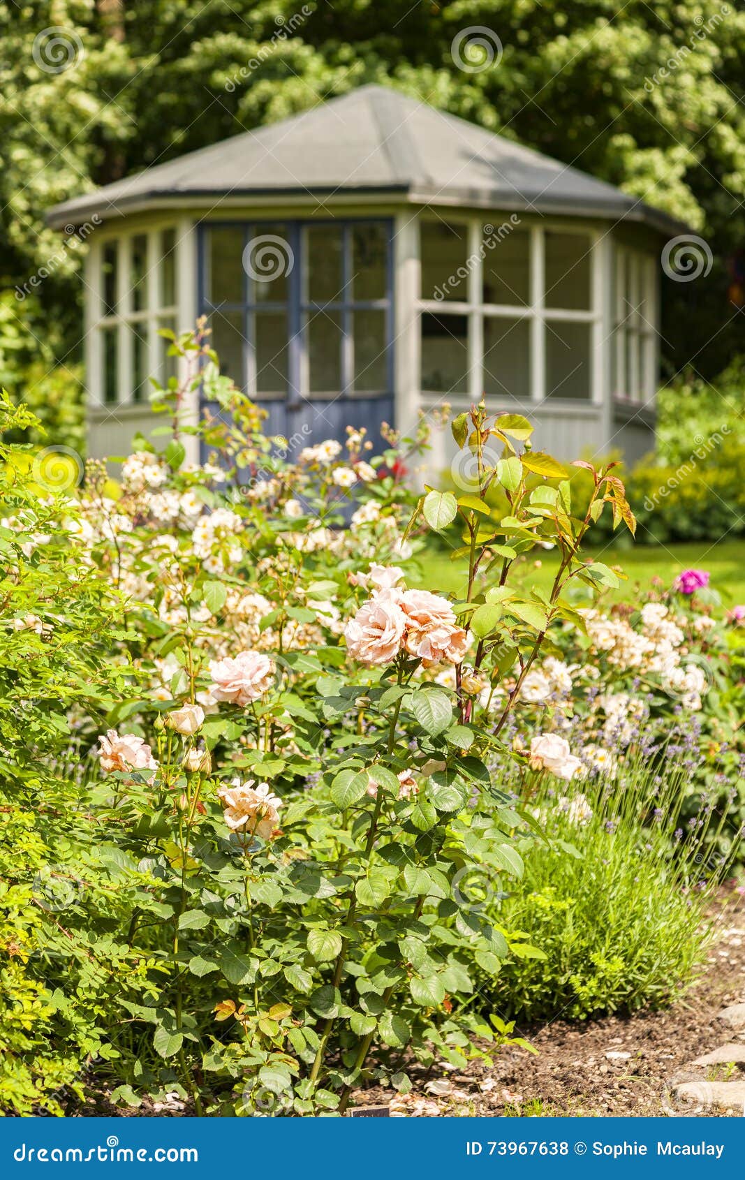 Rose garden and gazebo stock photo. Image of green, lawn 73967638