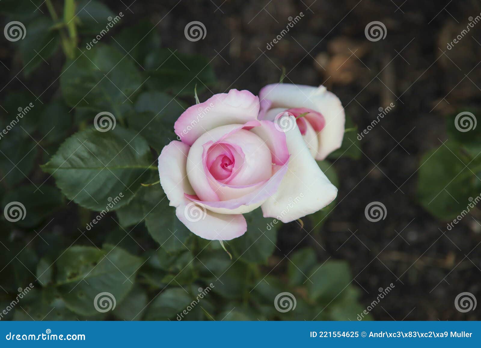 rose garden guldemondplantsoen in boskoop with rose variety ragazza