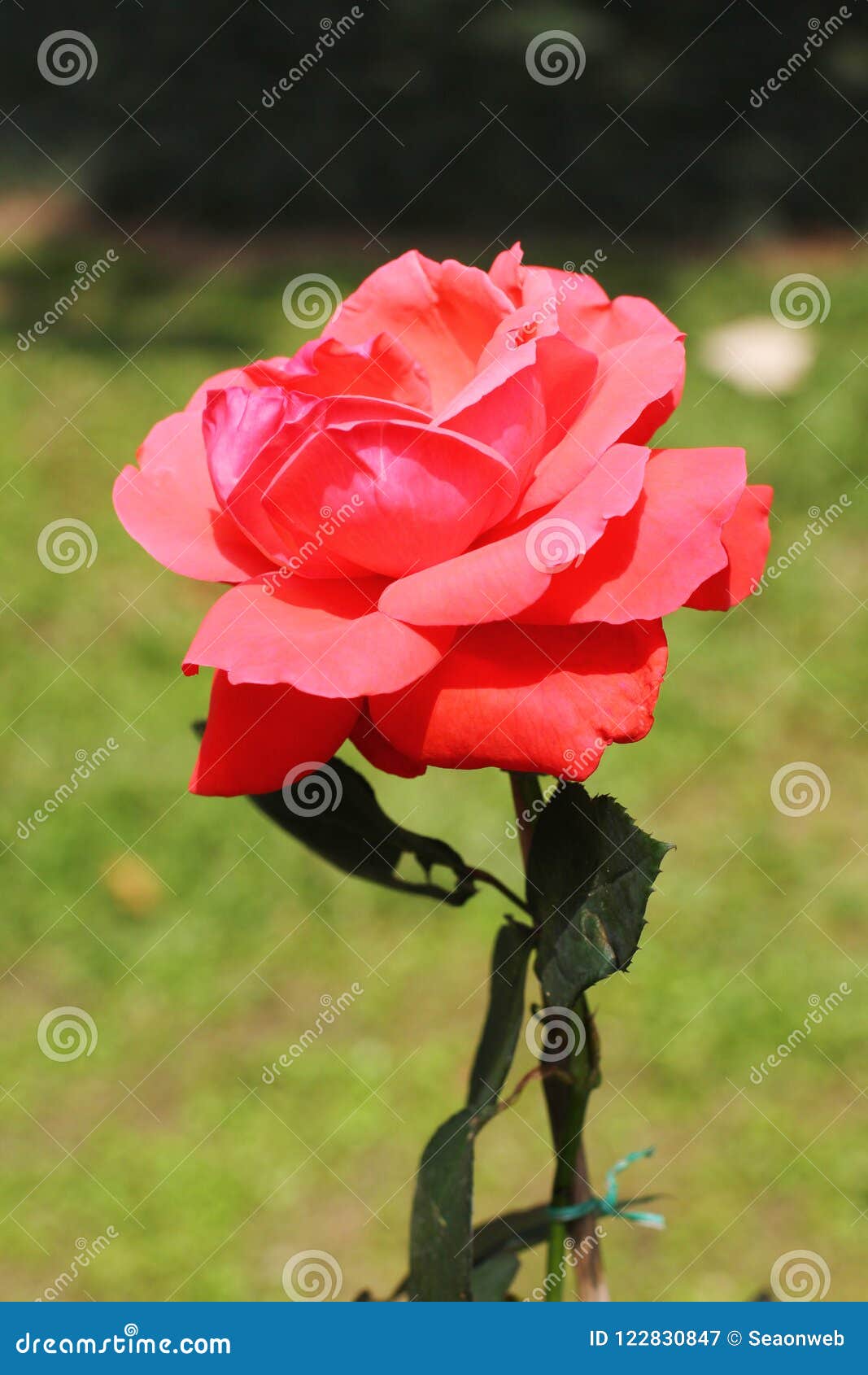 Rose in the Garden at Kln Park 2010 Stock Image - Image of passion ...
