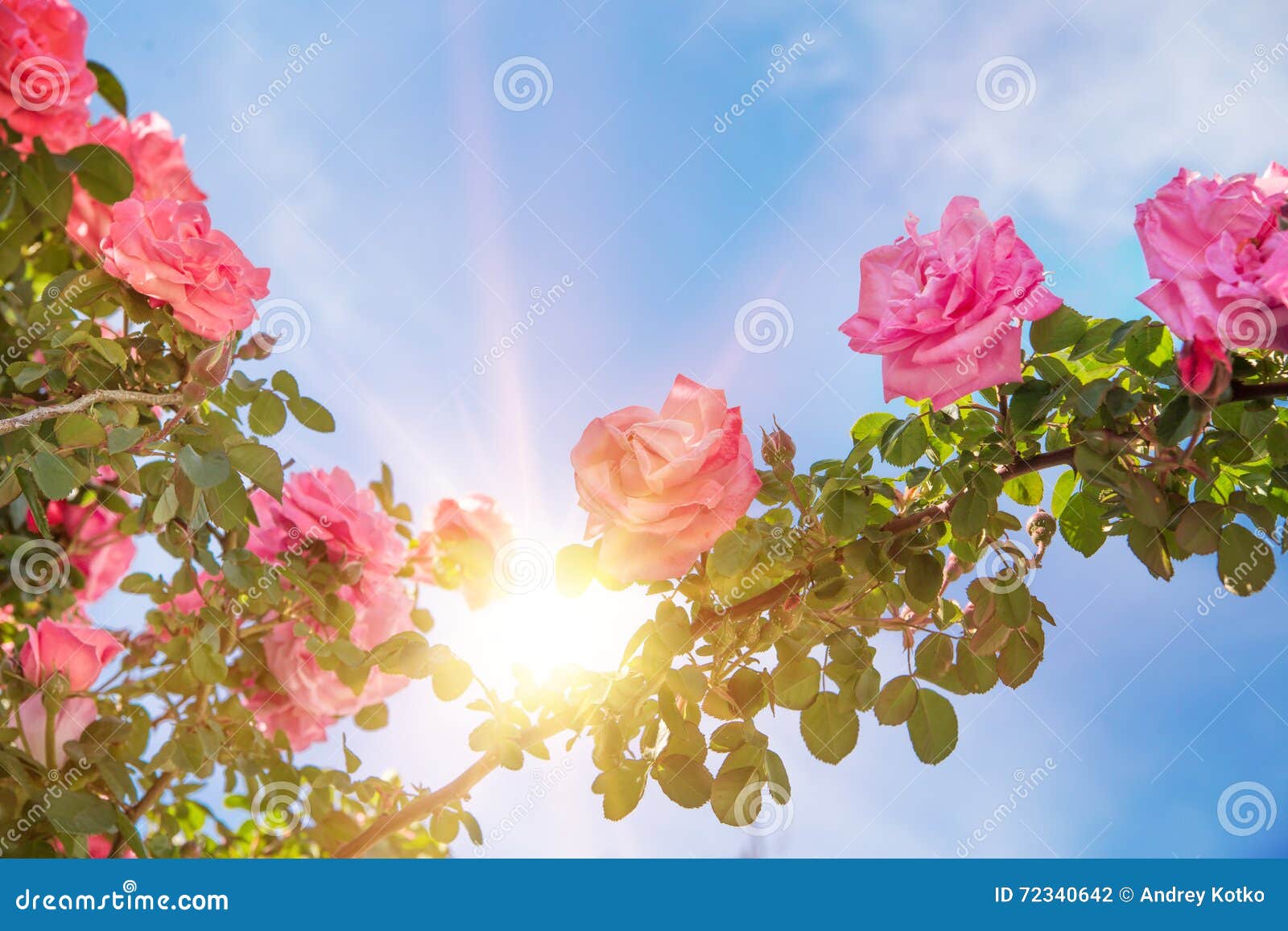 Rose garden over sky. stock photo. Image of single, summer - 72340642