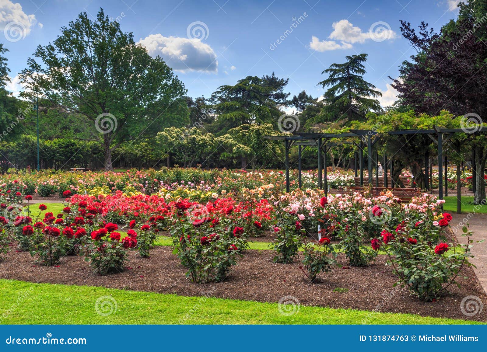 Rose Garden in a Park, with Hundreds of Blossoms Stock Image Image of